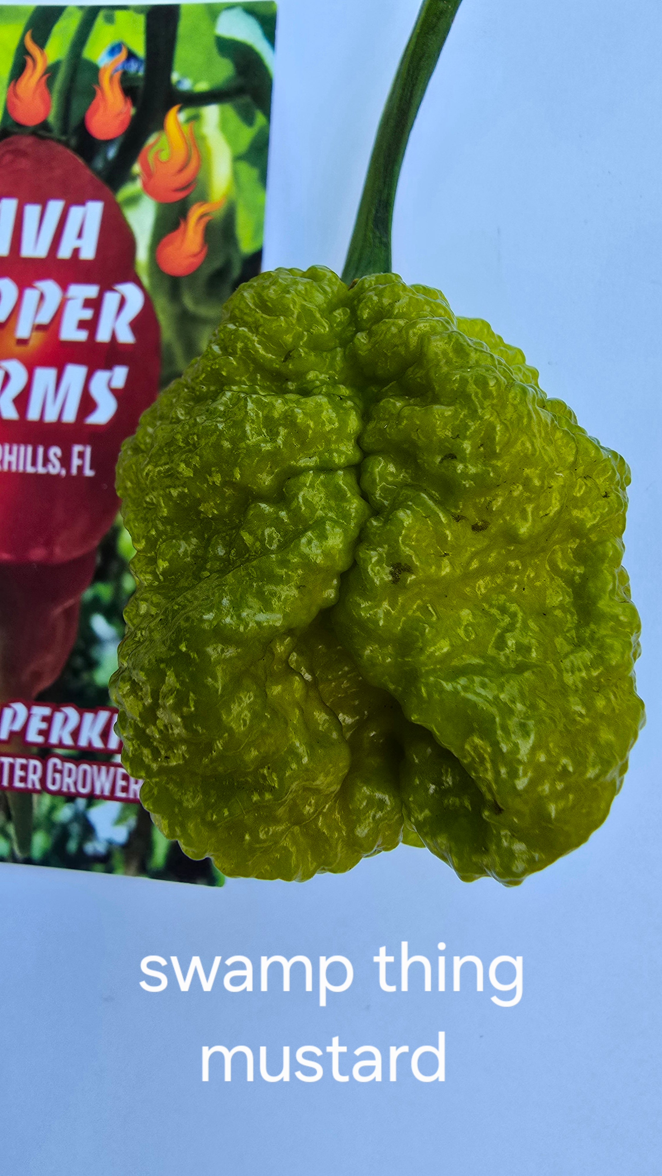 Swamp thing mustard. 10 seeds