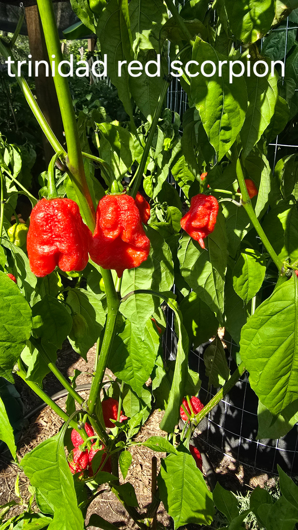 Red trinidad scorpion. 10 seeds
