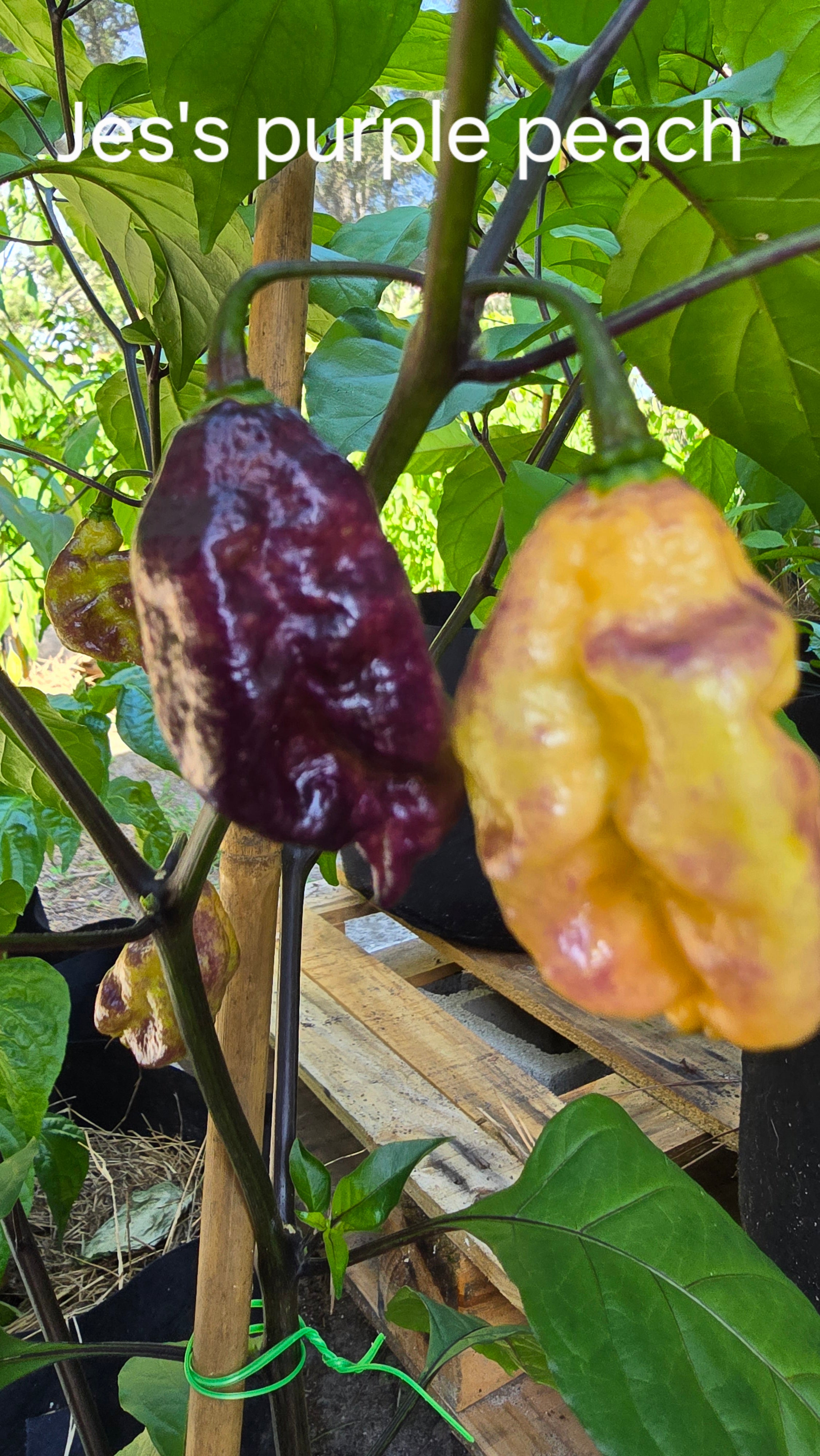 Jes's purple peach  10 seeds