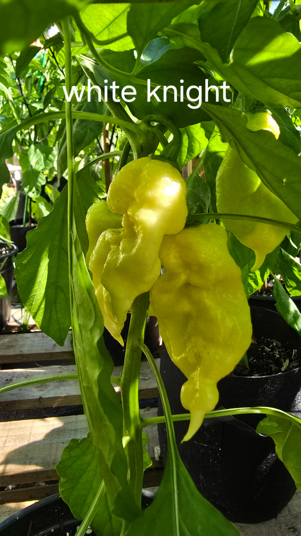 White knight  10 seeds