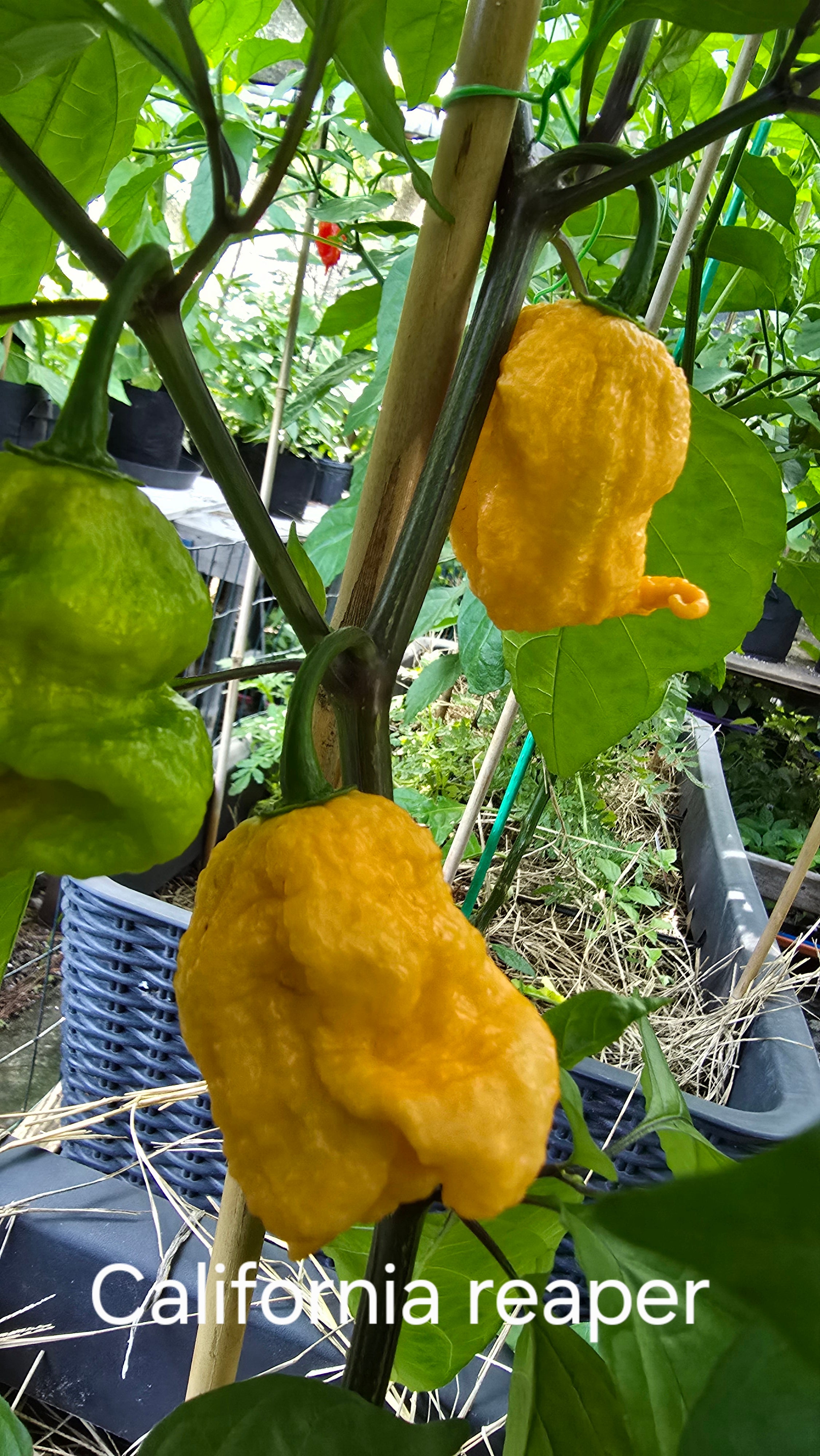 California reaper. 10 seeds