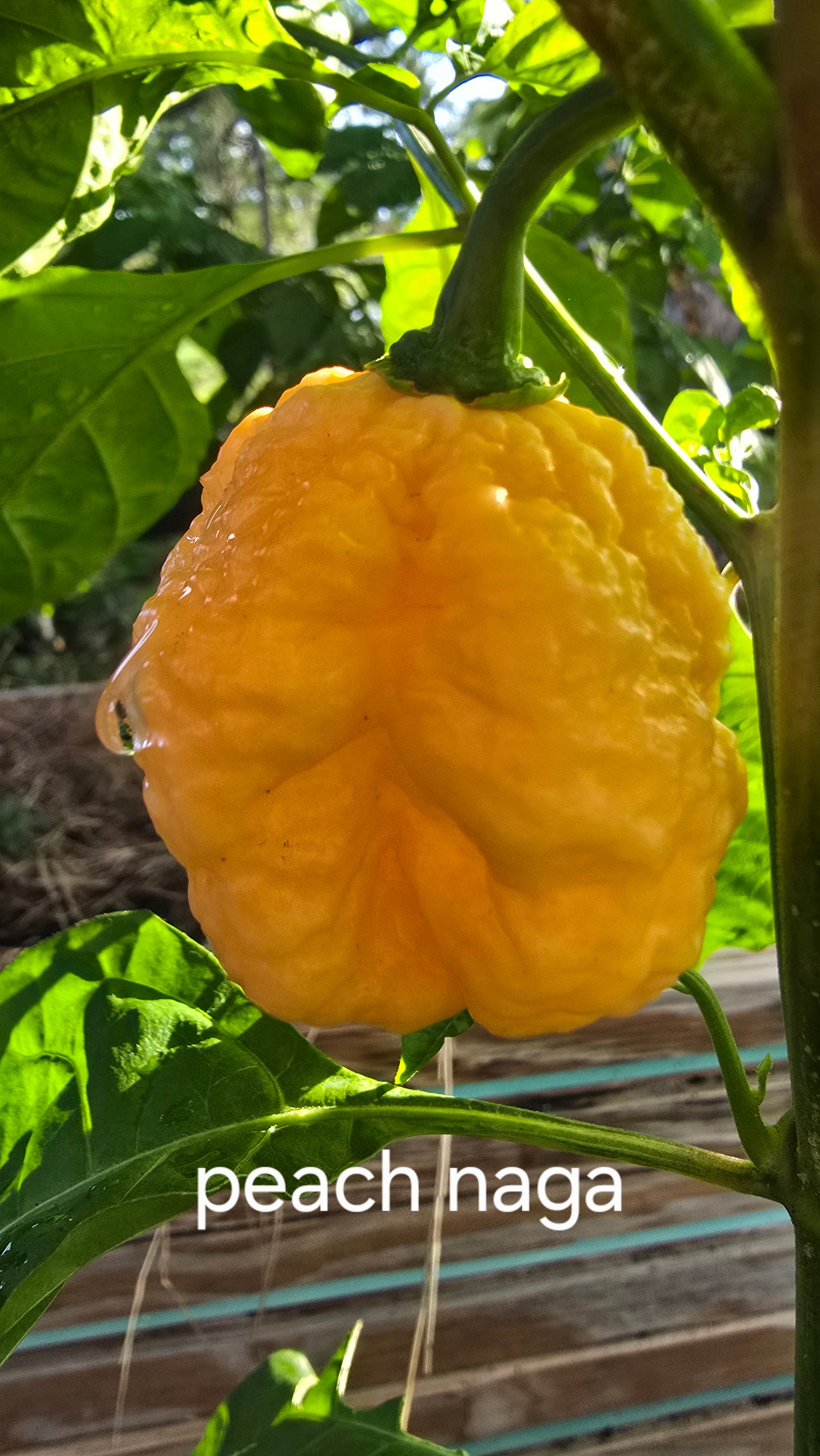 Peach naga  10 seeds