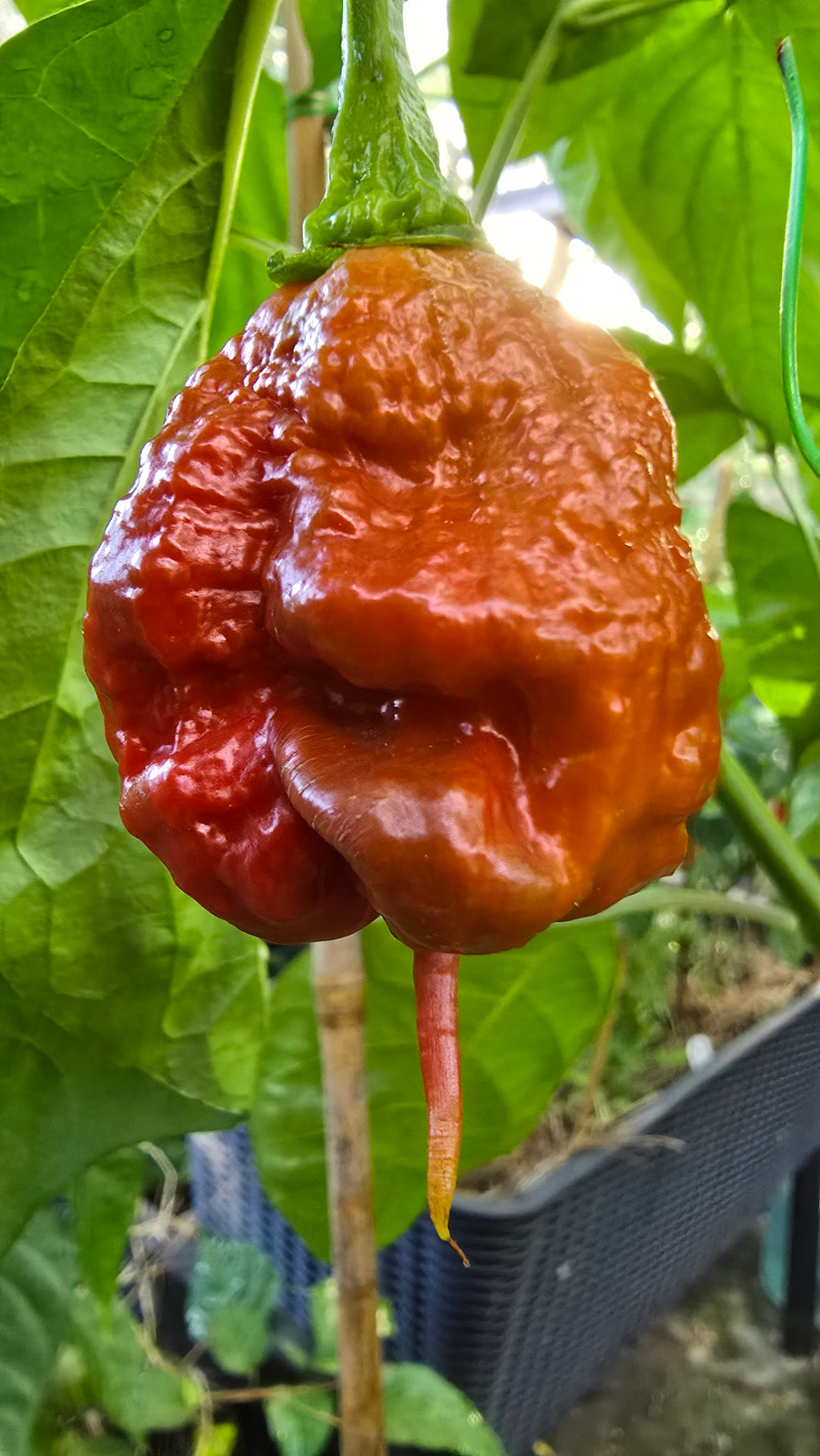 Gator jigsaw × naga viper  10 seeds