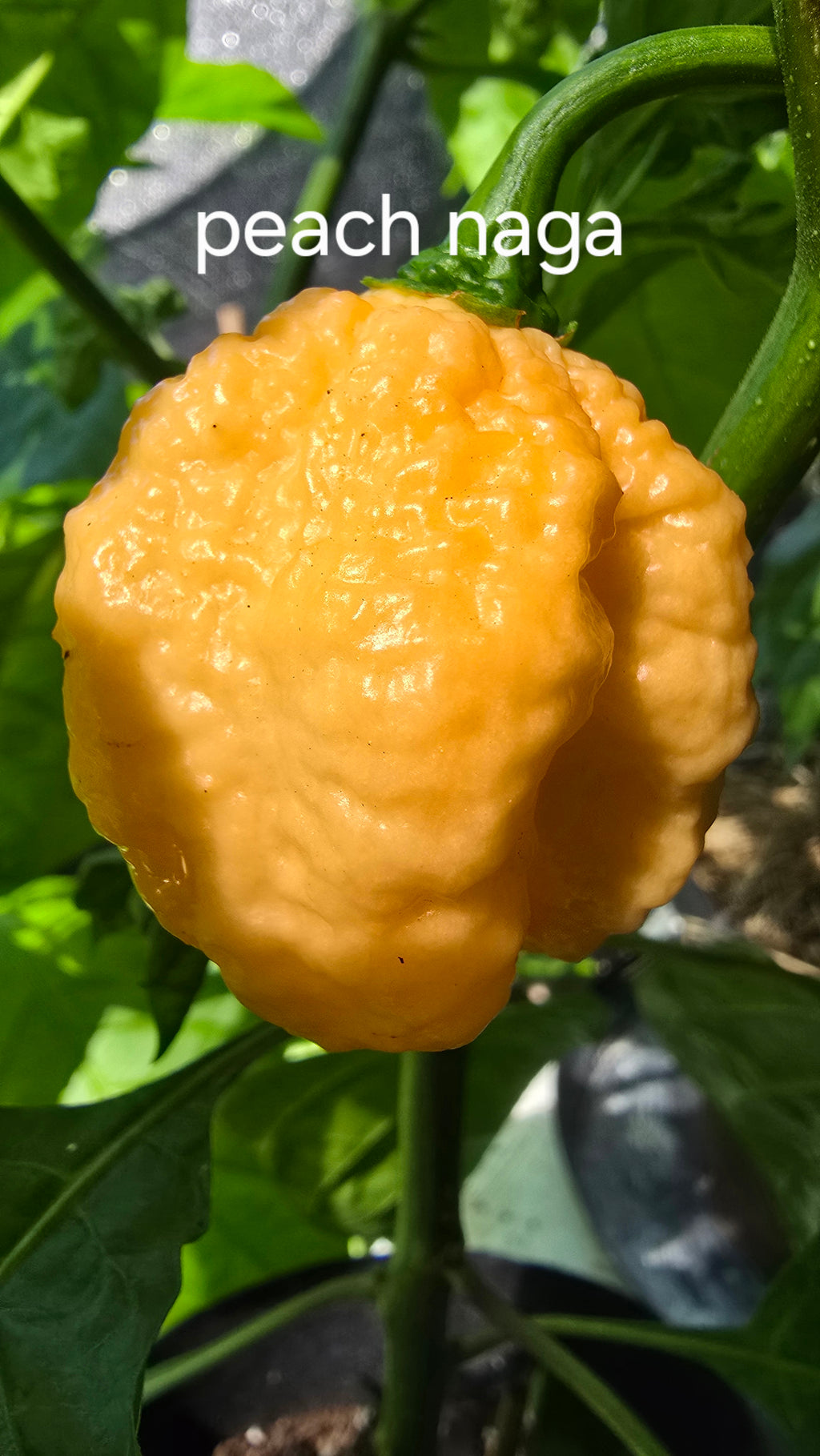 Peach naga  10 seeds