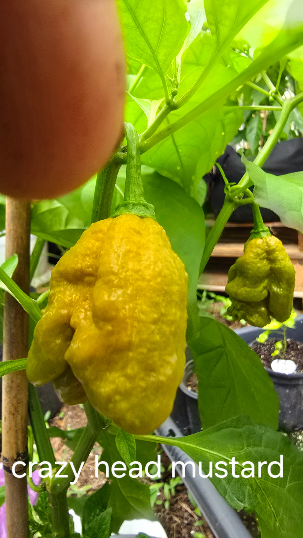 Crazy head mustard  10 seeds