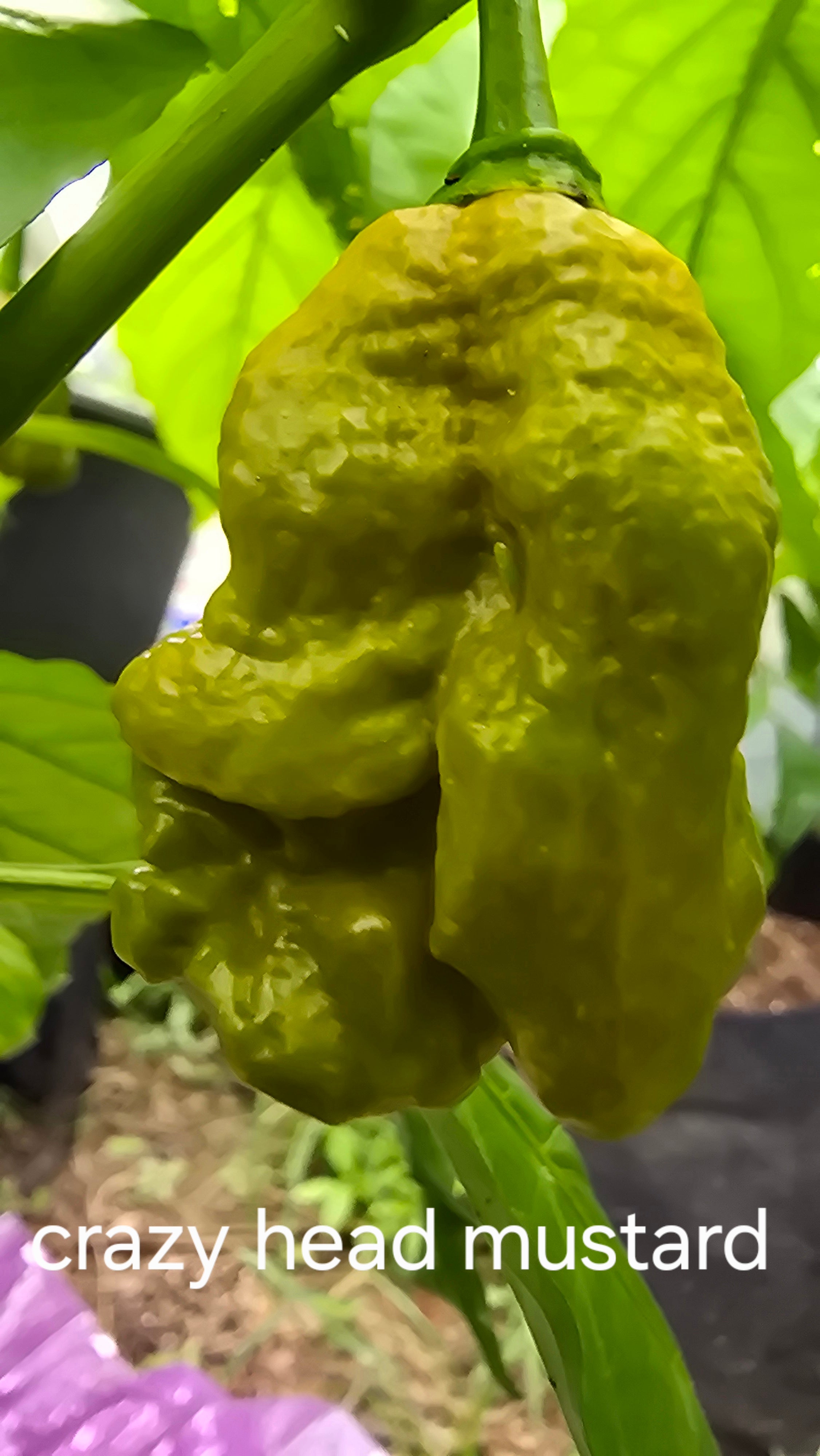 Crazy head mustard  10 seeds