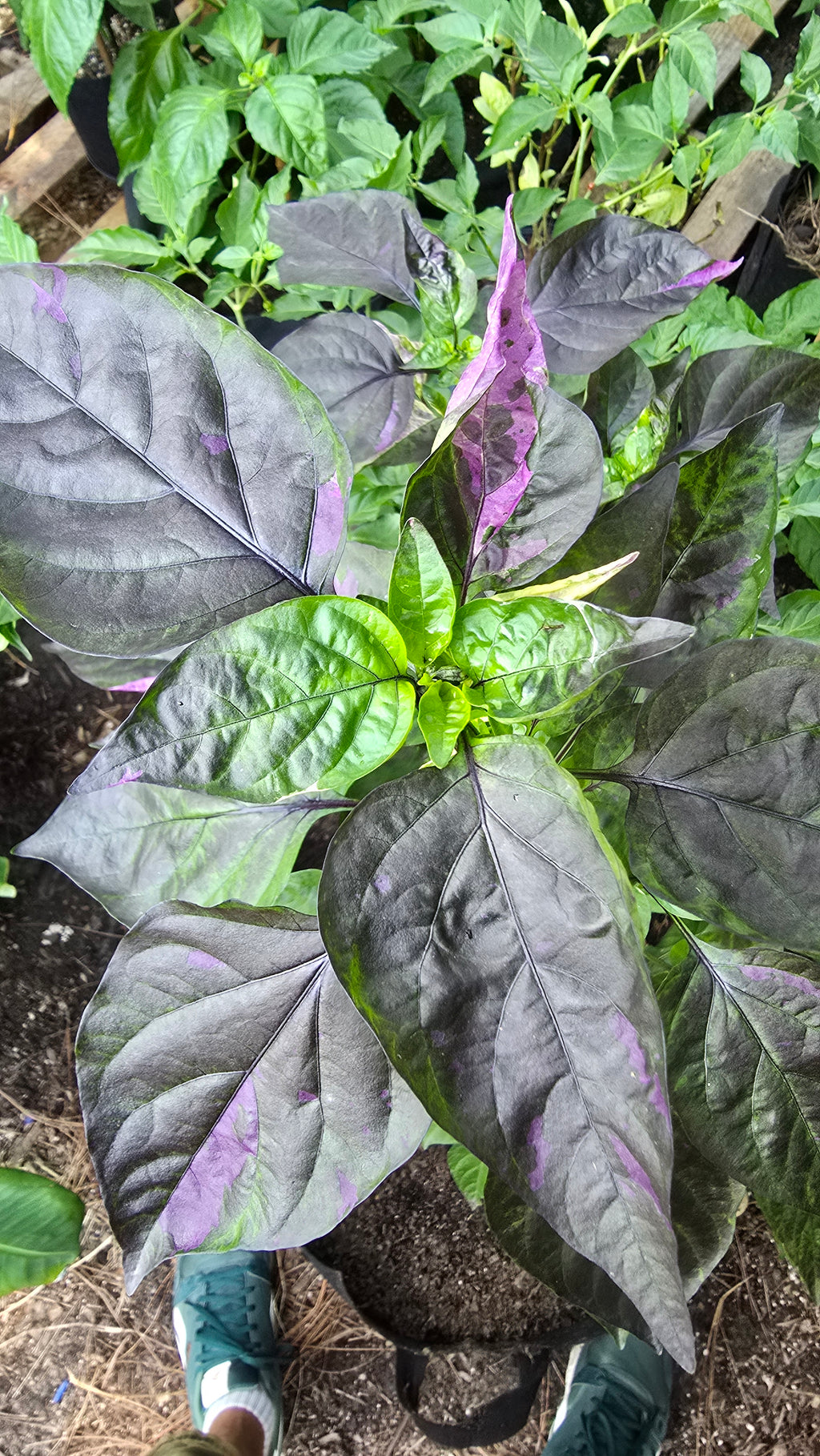 Vsrp× poblano  10 seeds