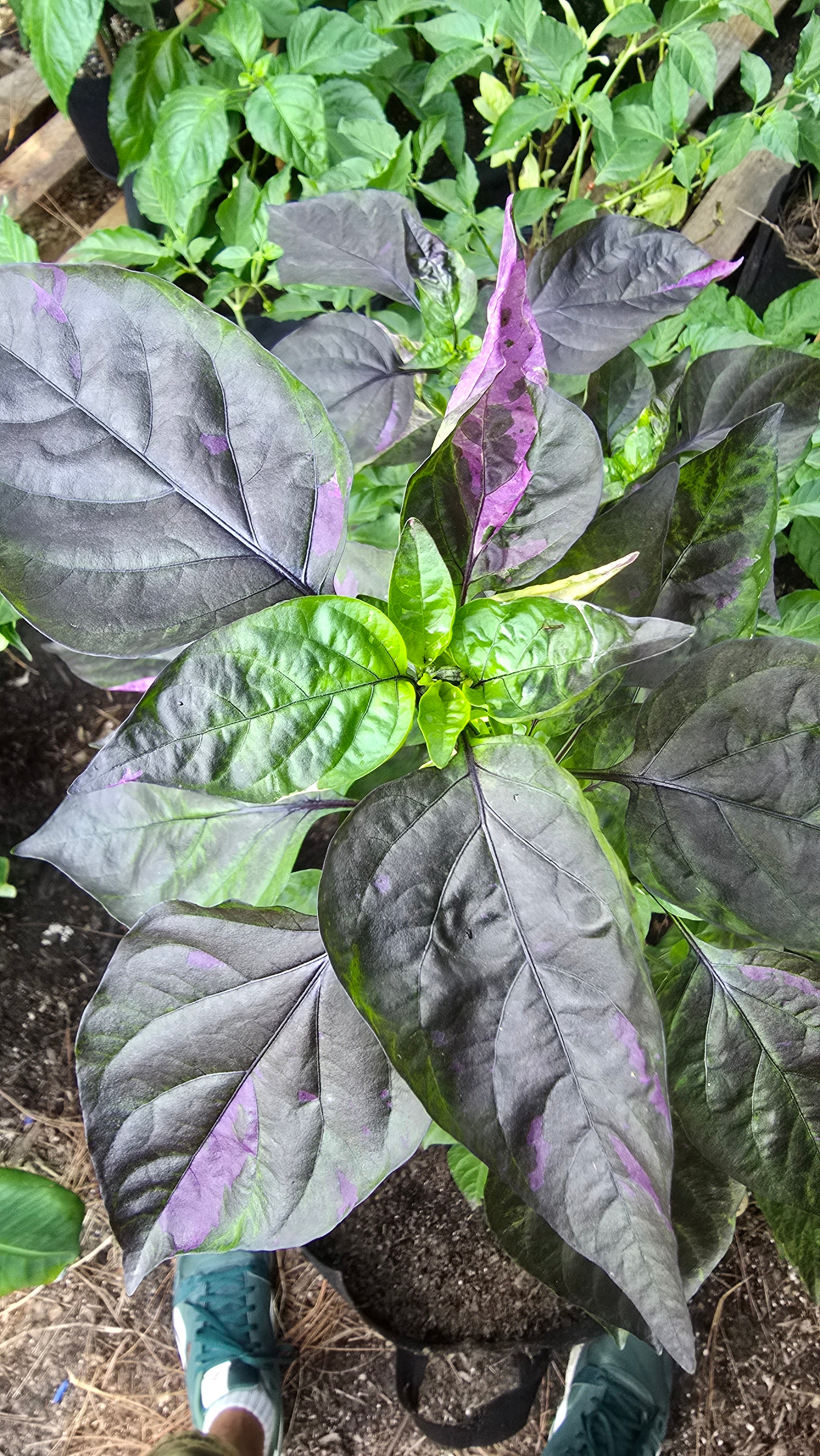 Vsrp× poblano  10 seeds