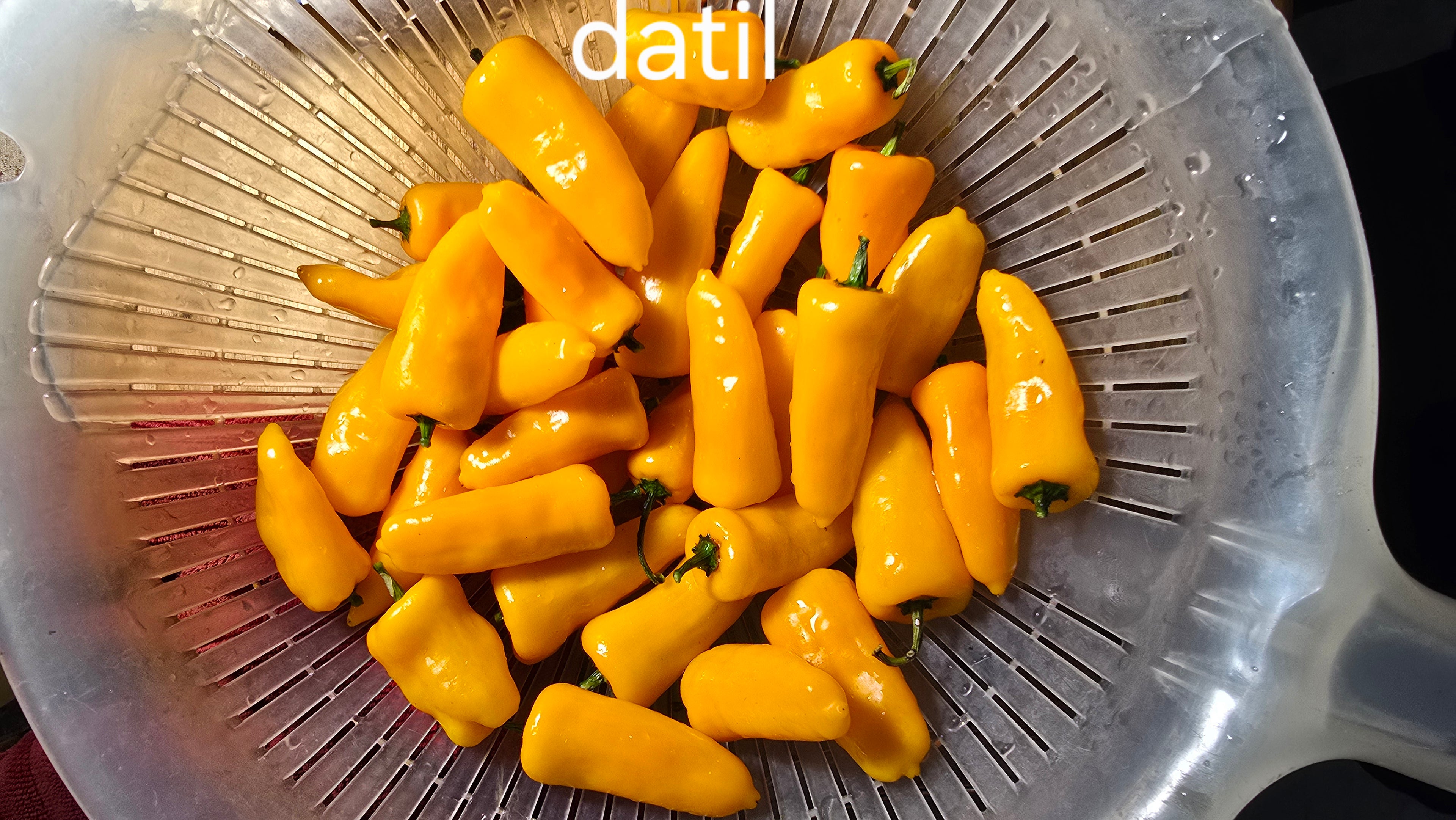 Datil  10 seeds