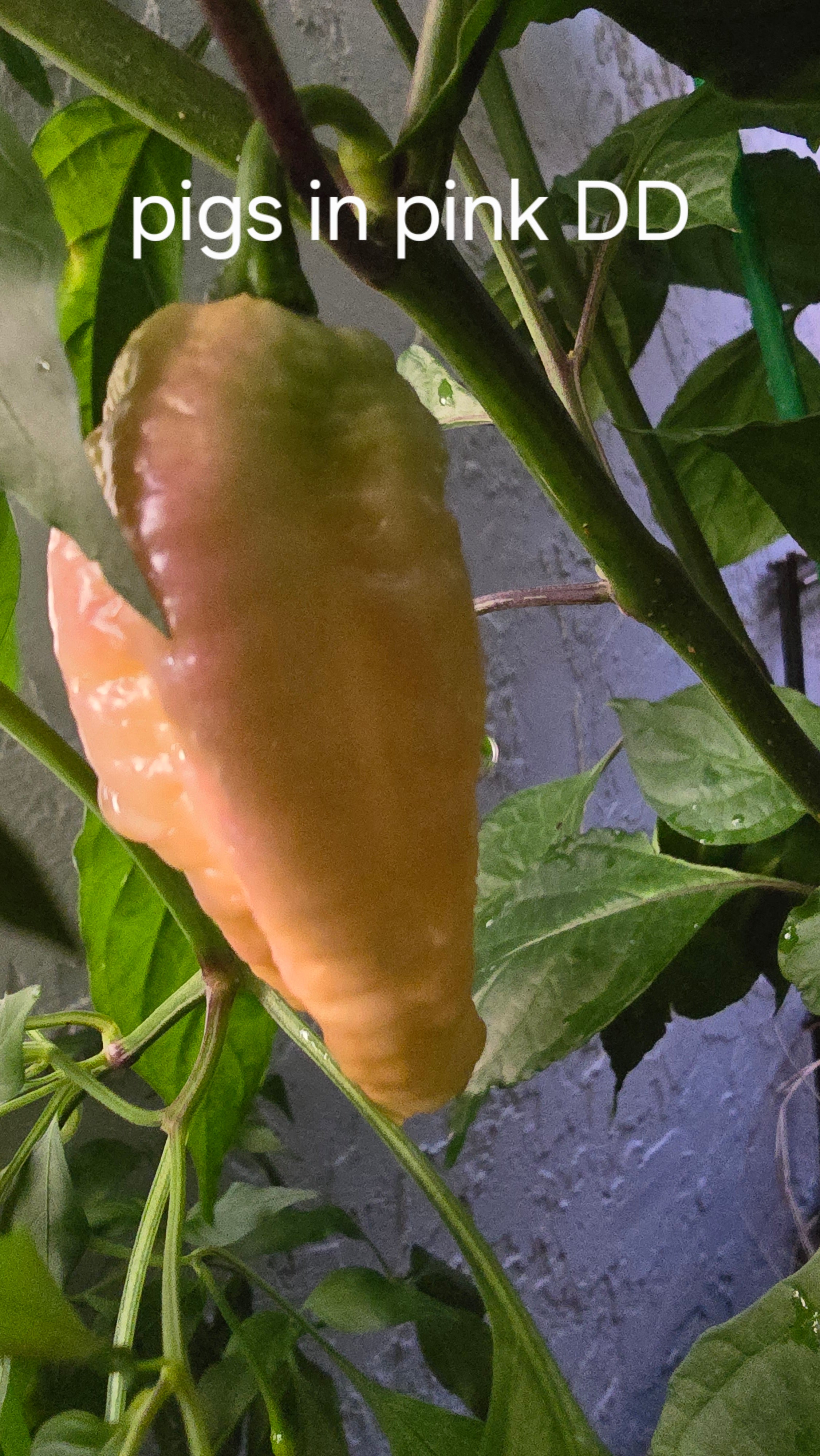 Pigs n pink dd. 10 seeds