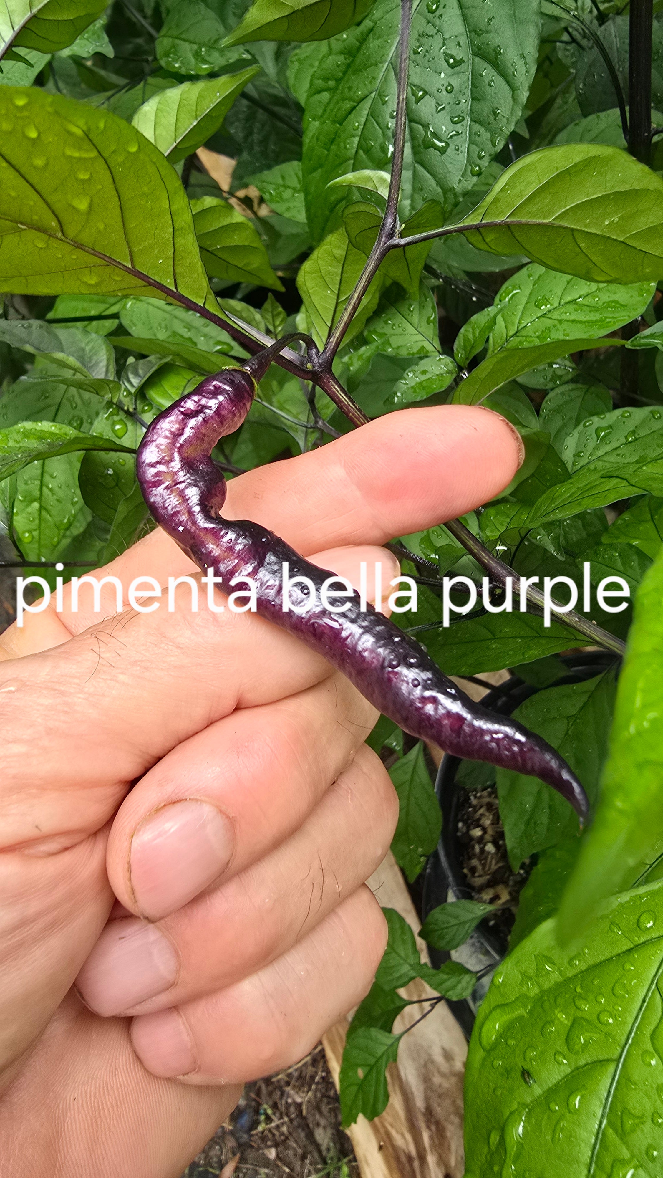 Pimenta bella purple  10 seeds