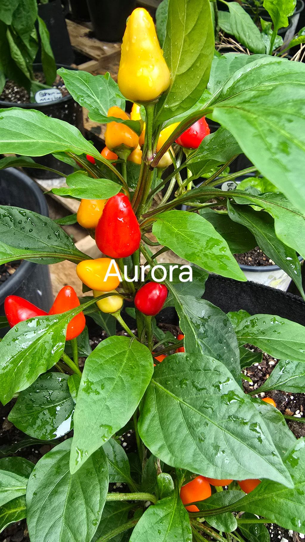 Aurora. 10 seeds
