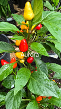Aurora. 12 seeds non isolated
