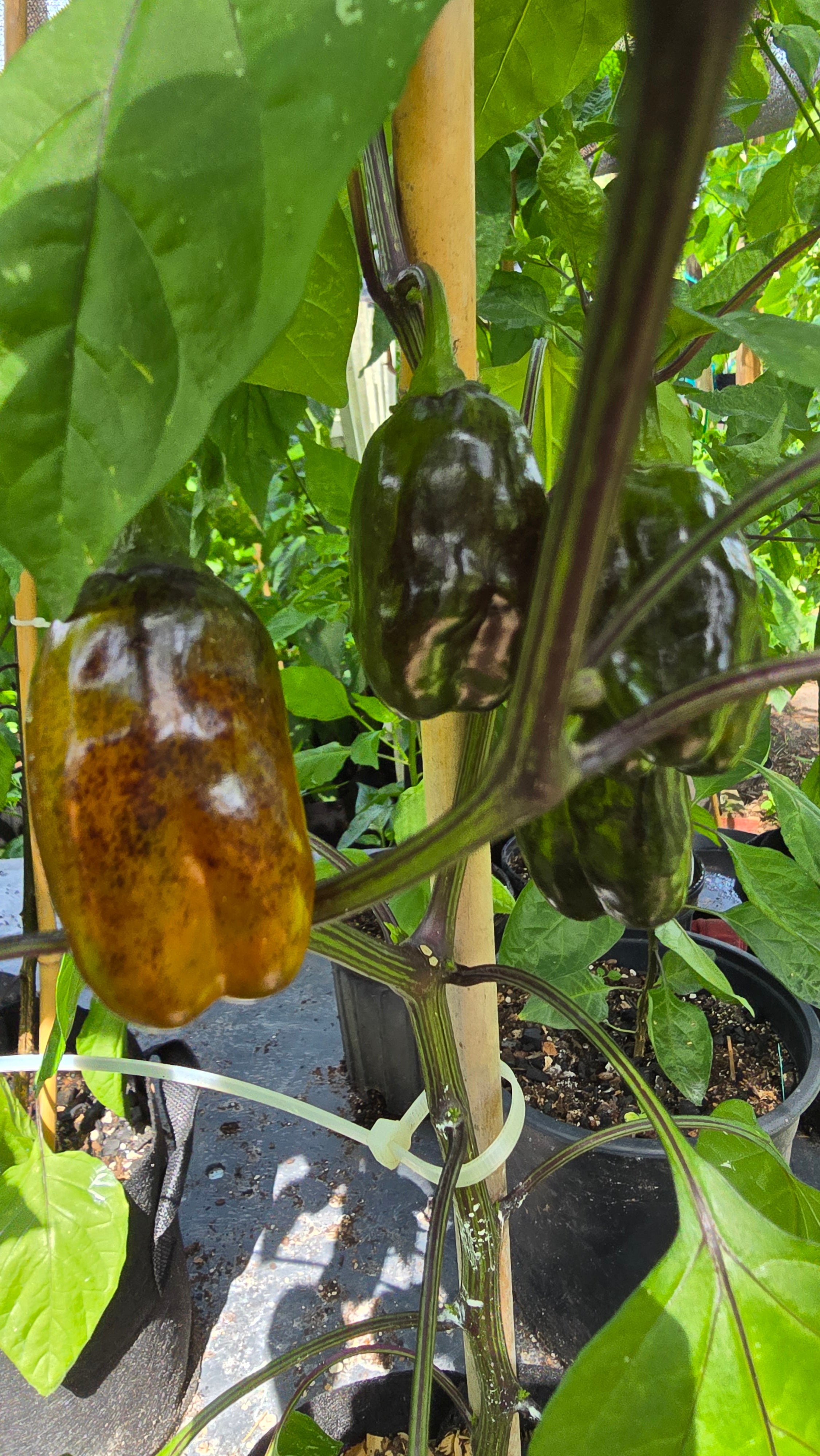 Vsrp× poblano  10 seeds