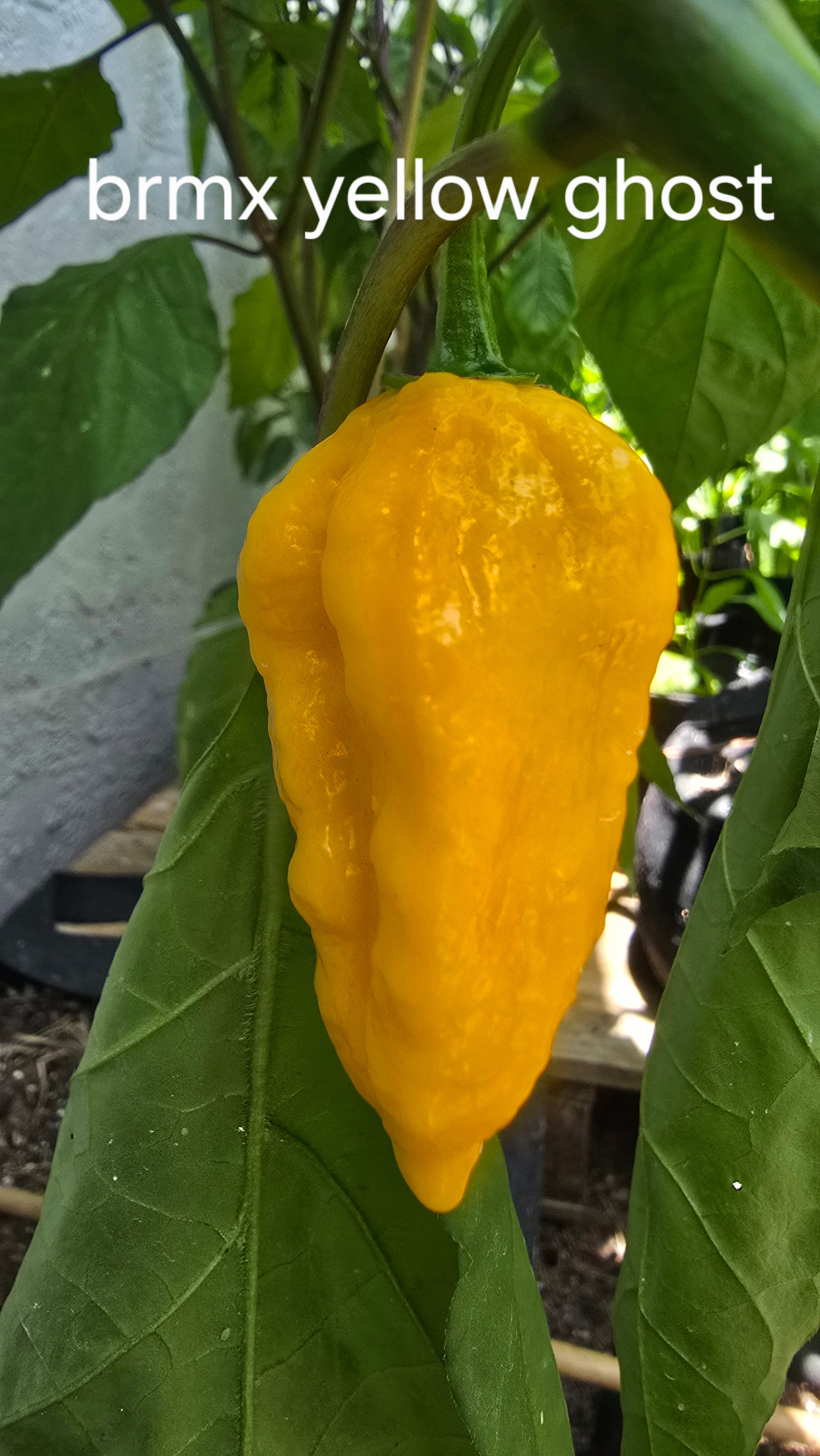 Brmx yellow ghost. 10 seeds