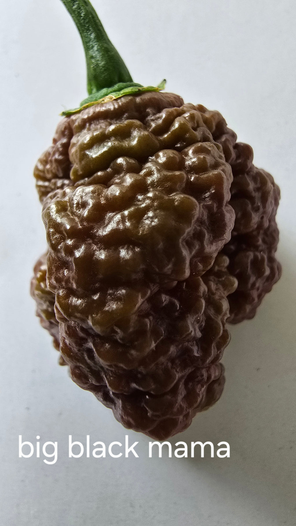 Big black mama  10 seeds