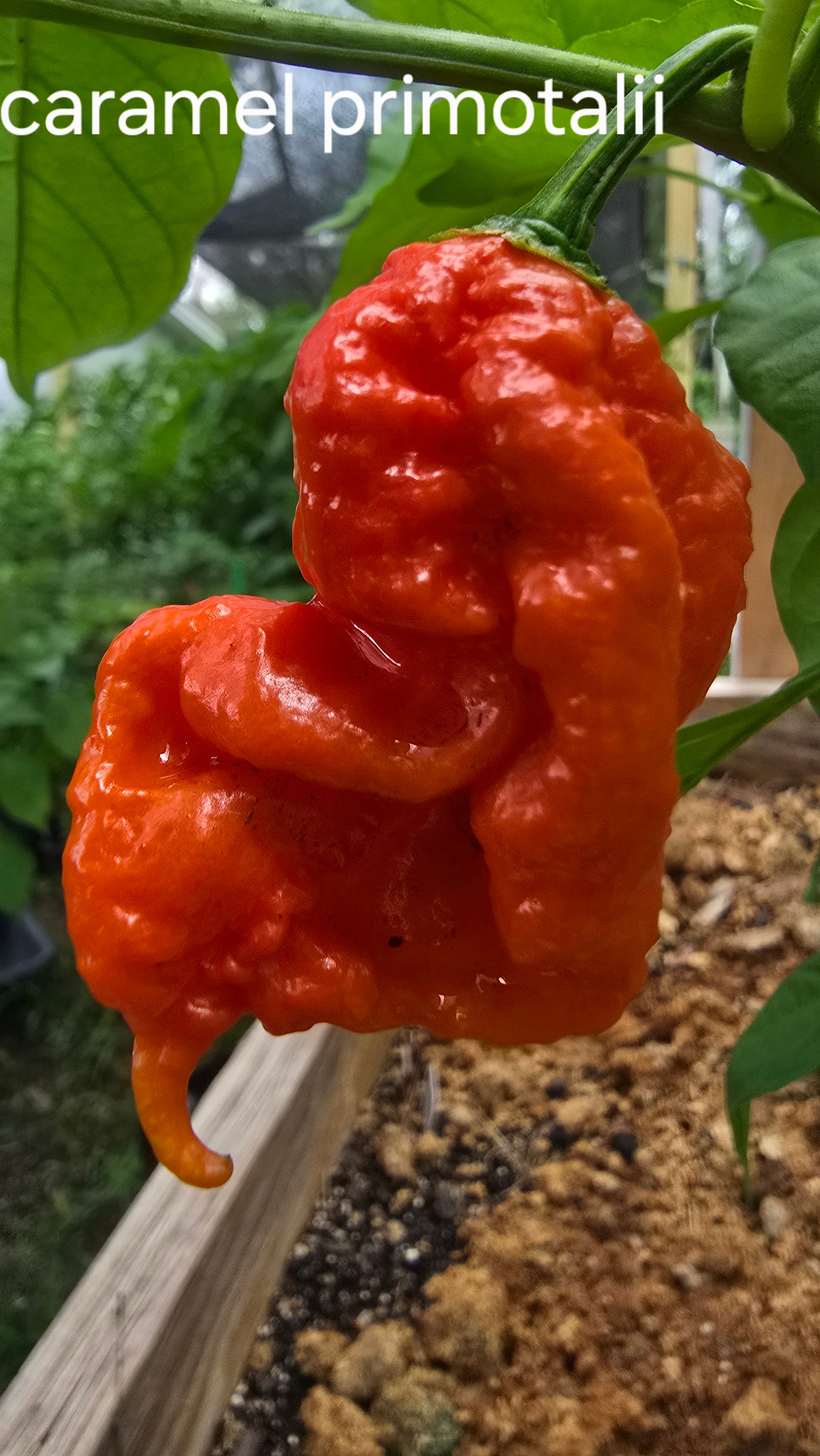 Caramel primotalii 10 seeds