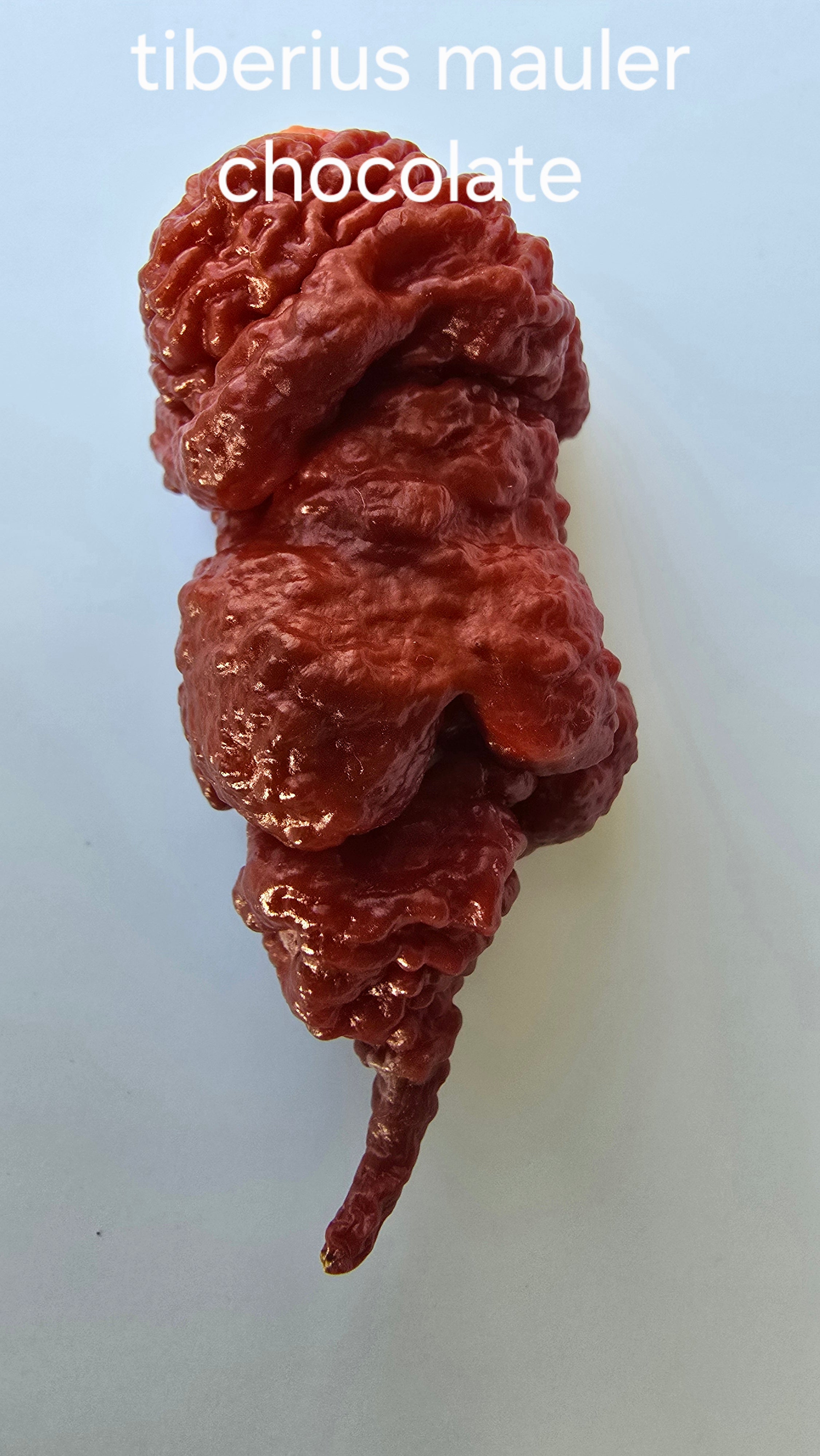 Tiberius mauler chocolate. 10 seeds