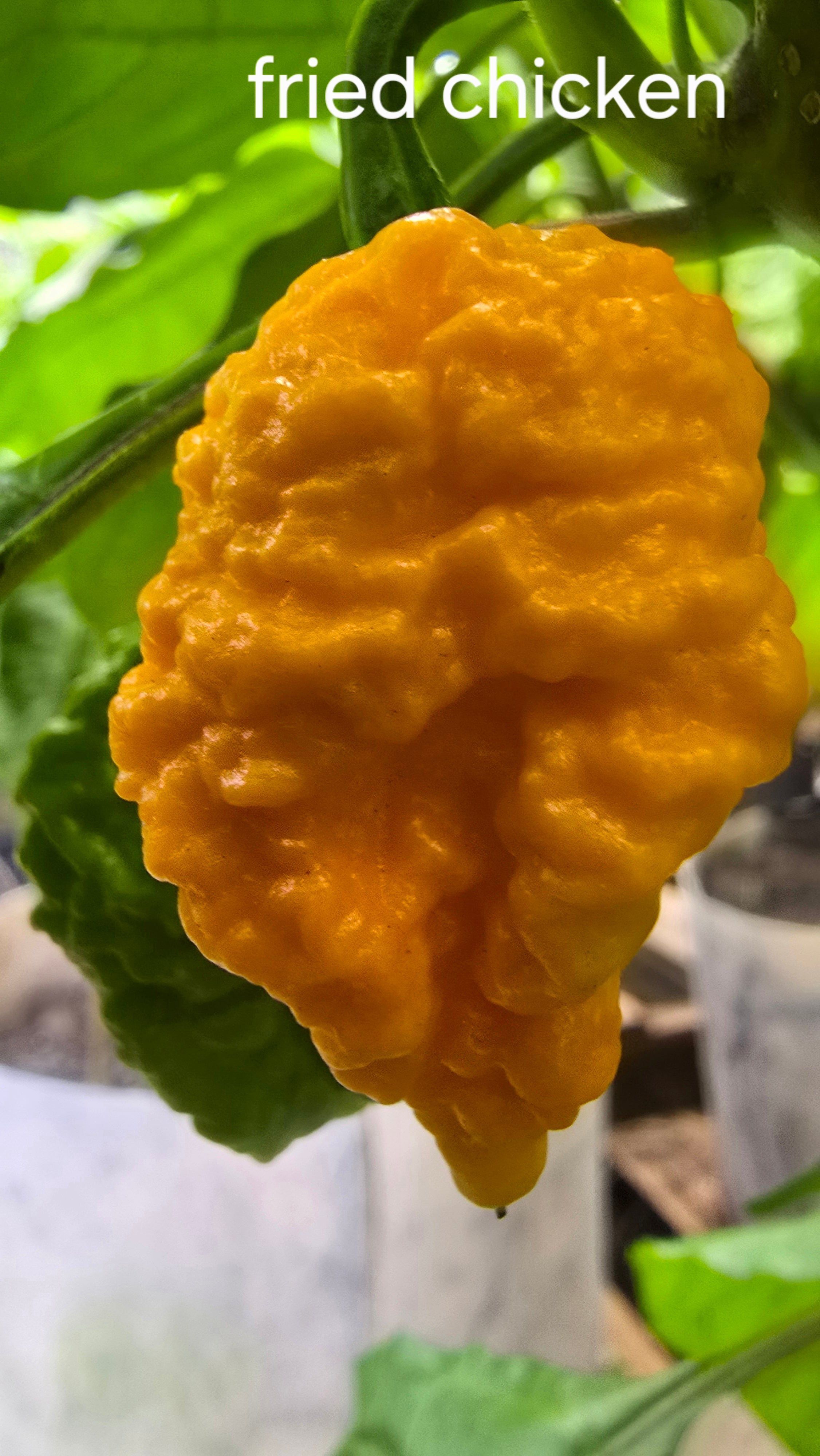 Fried chicken 10 seeds