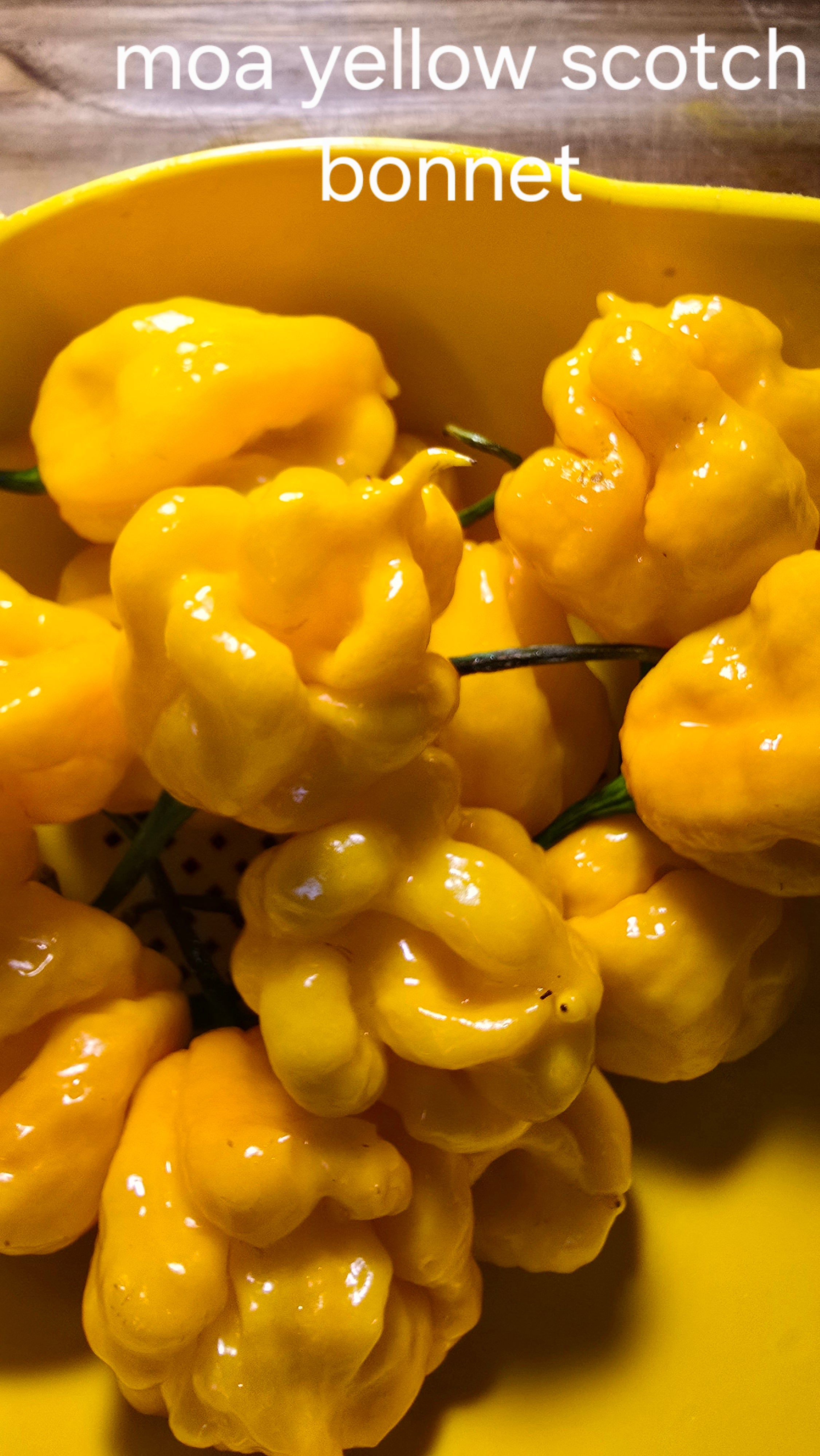 Moa yellow scotch bonnet  10 seeds