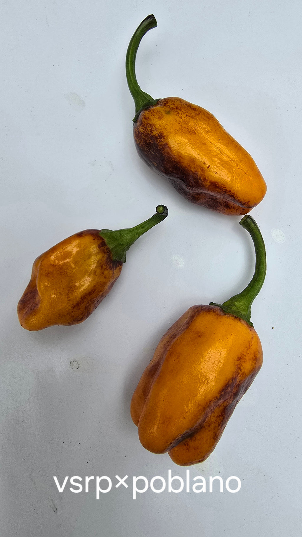 Vsrp× poblano  10 seeds