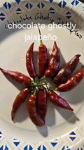 Chocolate ghostly jalapeño  12 seeds non isolated
