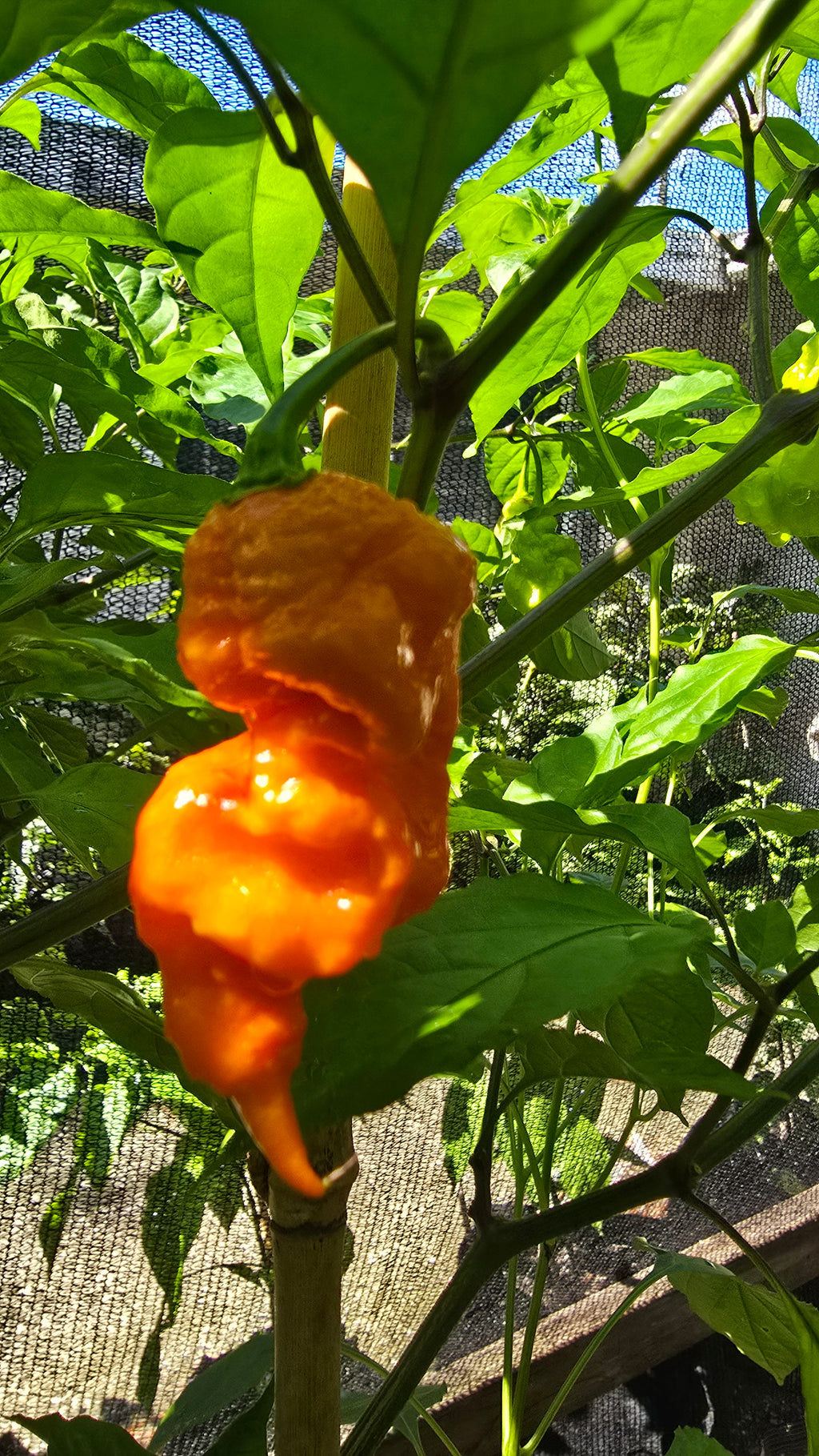 Caramel primotalii 10 seeds