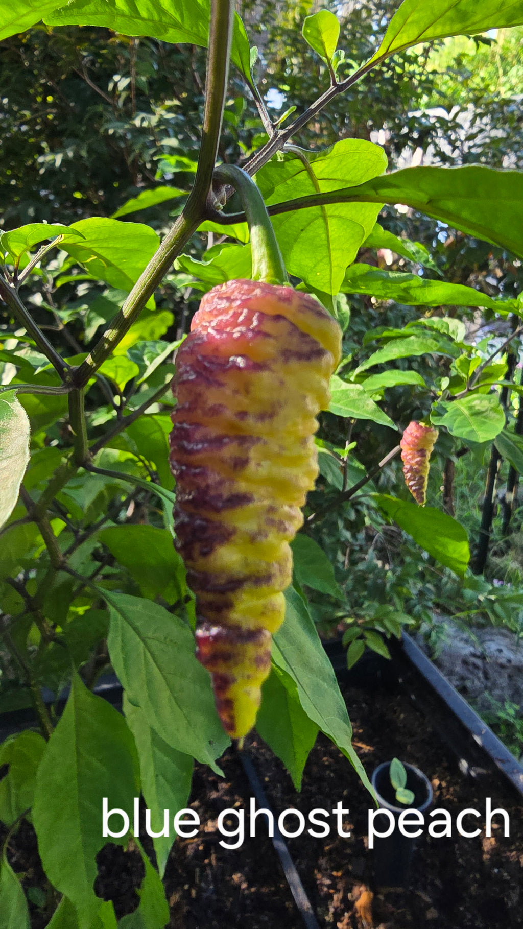 Blue ghost peach  10 seeds