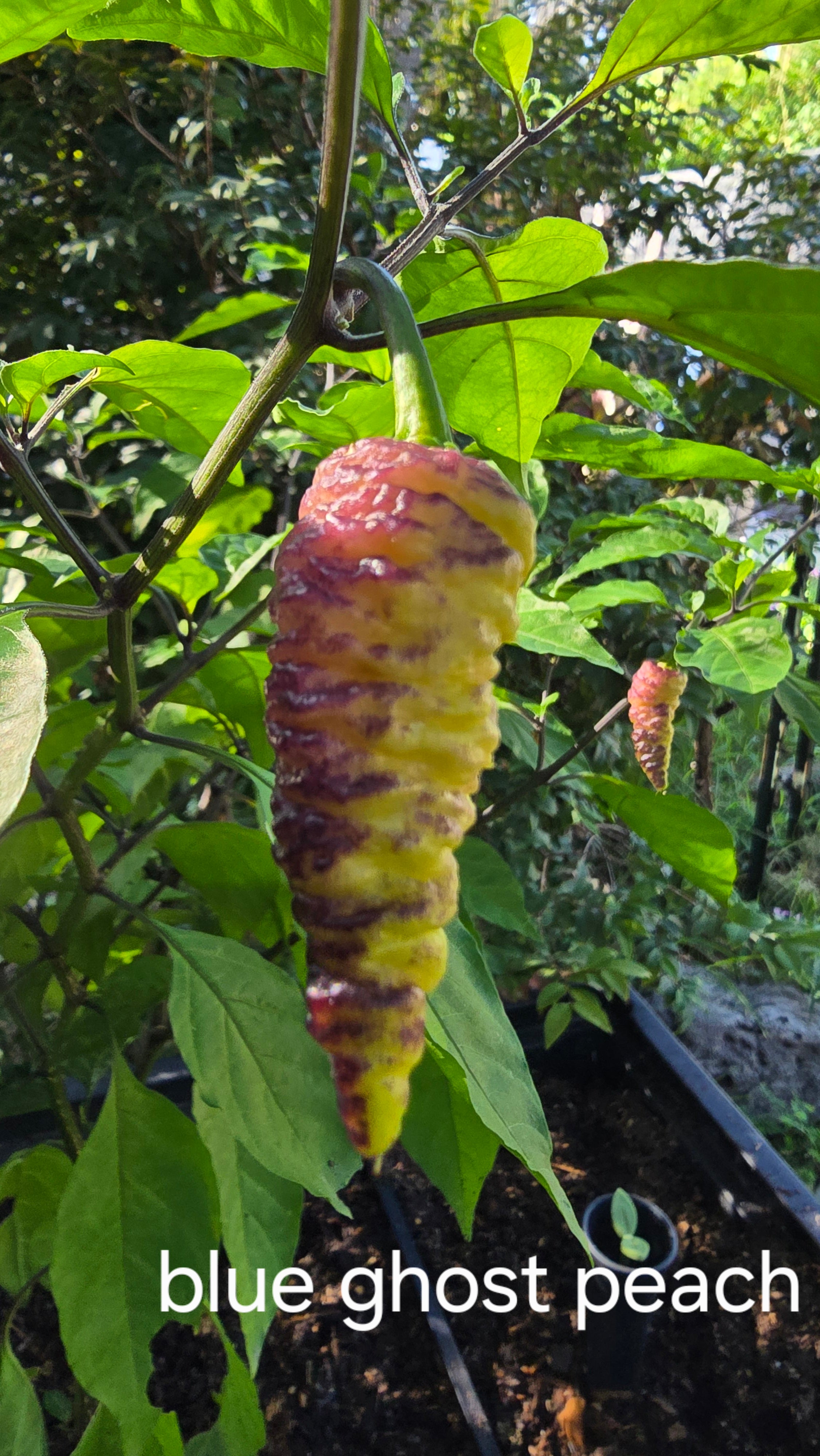 Blue ghost peach  10 seeds