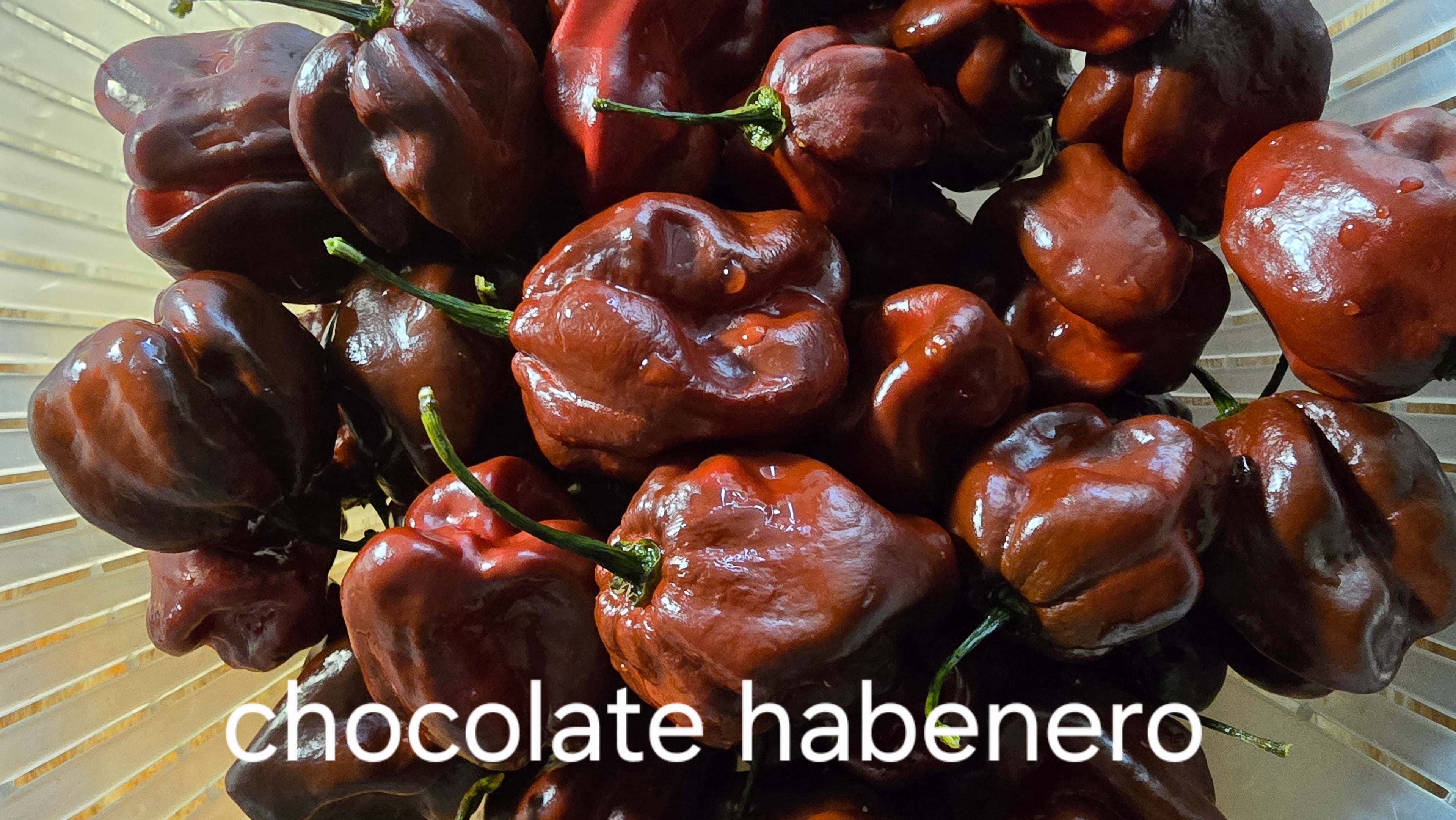 Chocolate habenero  10 seeds
