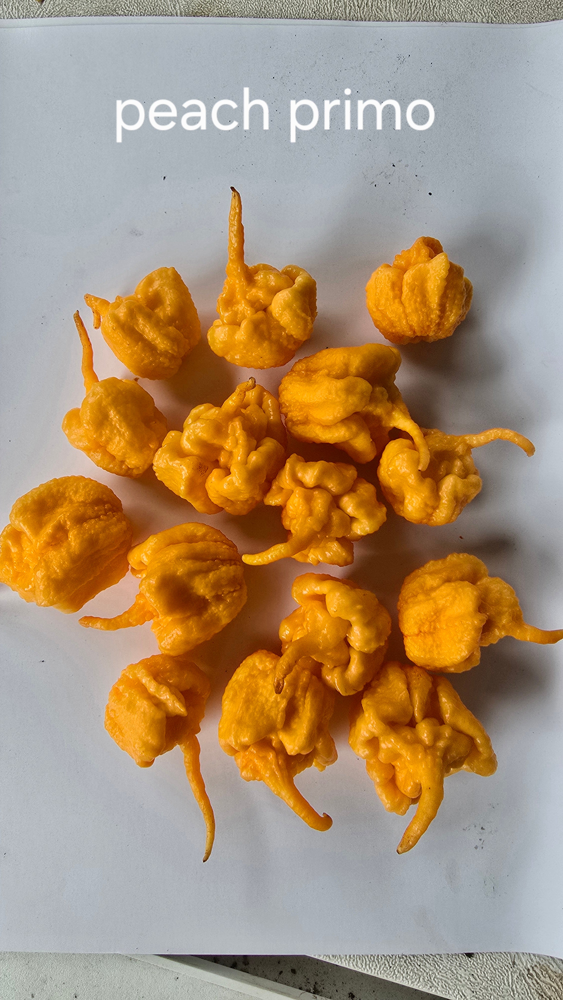 Peach primo. 10 seeds