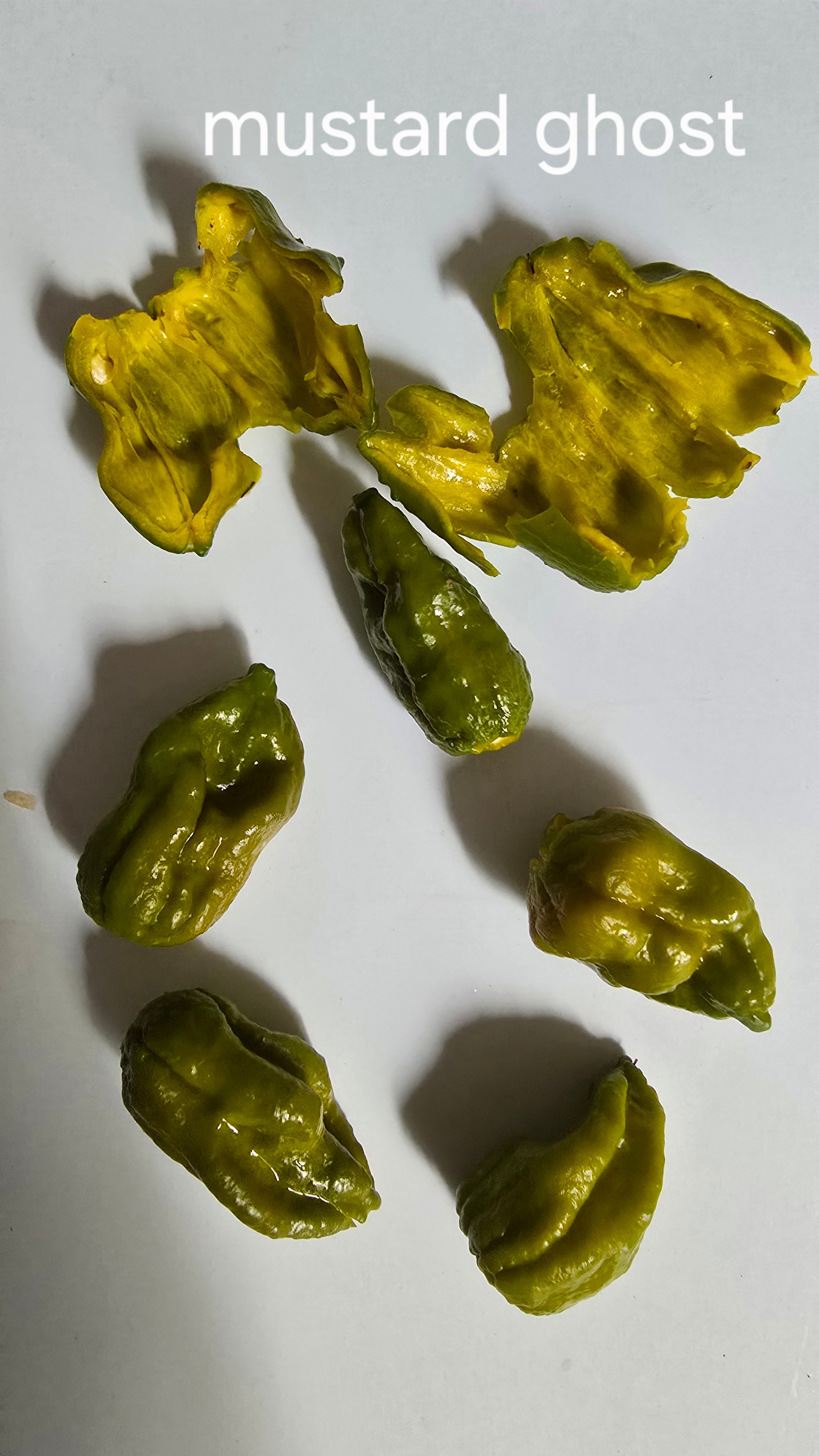 Mustard ghost  10 seeds