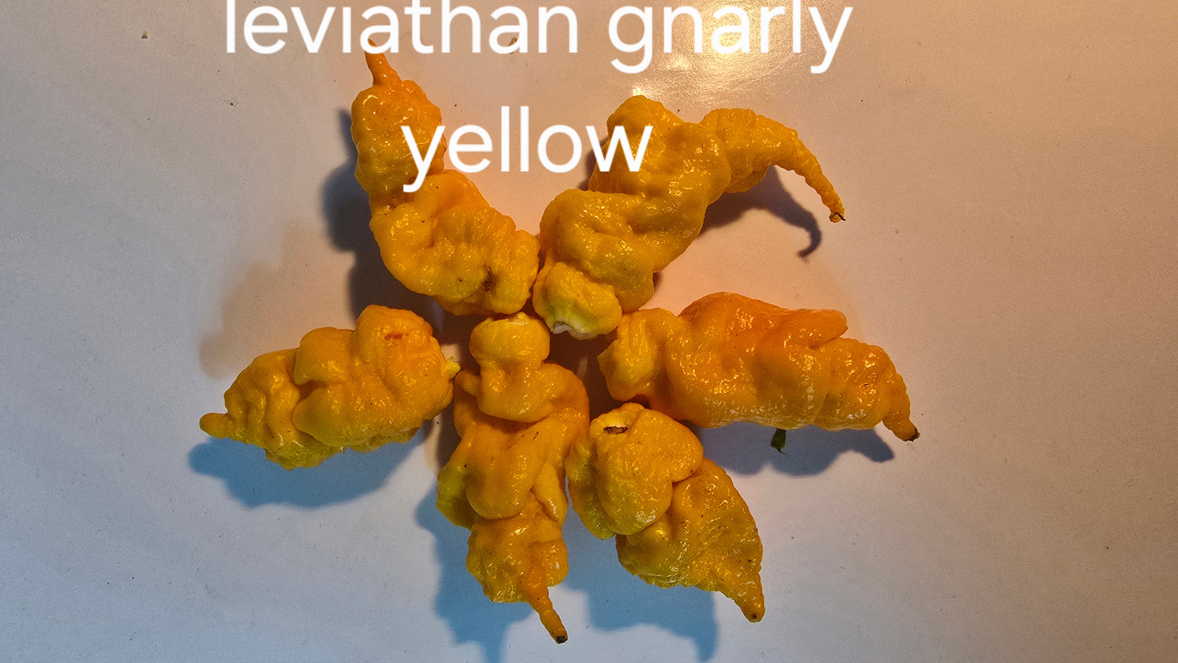 Leviathan gnarly yellow. 10 seeds