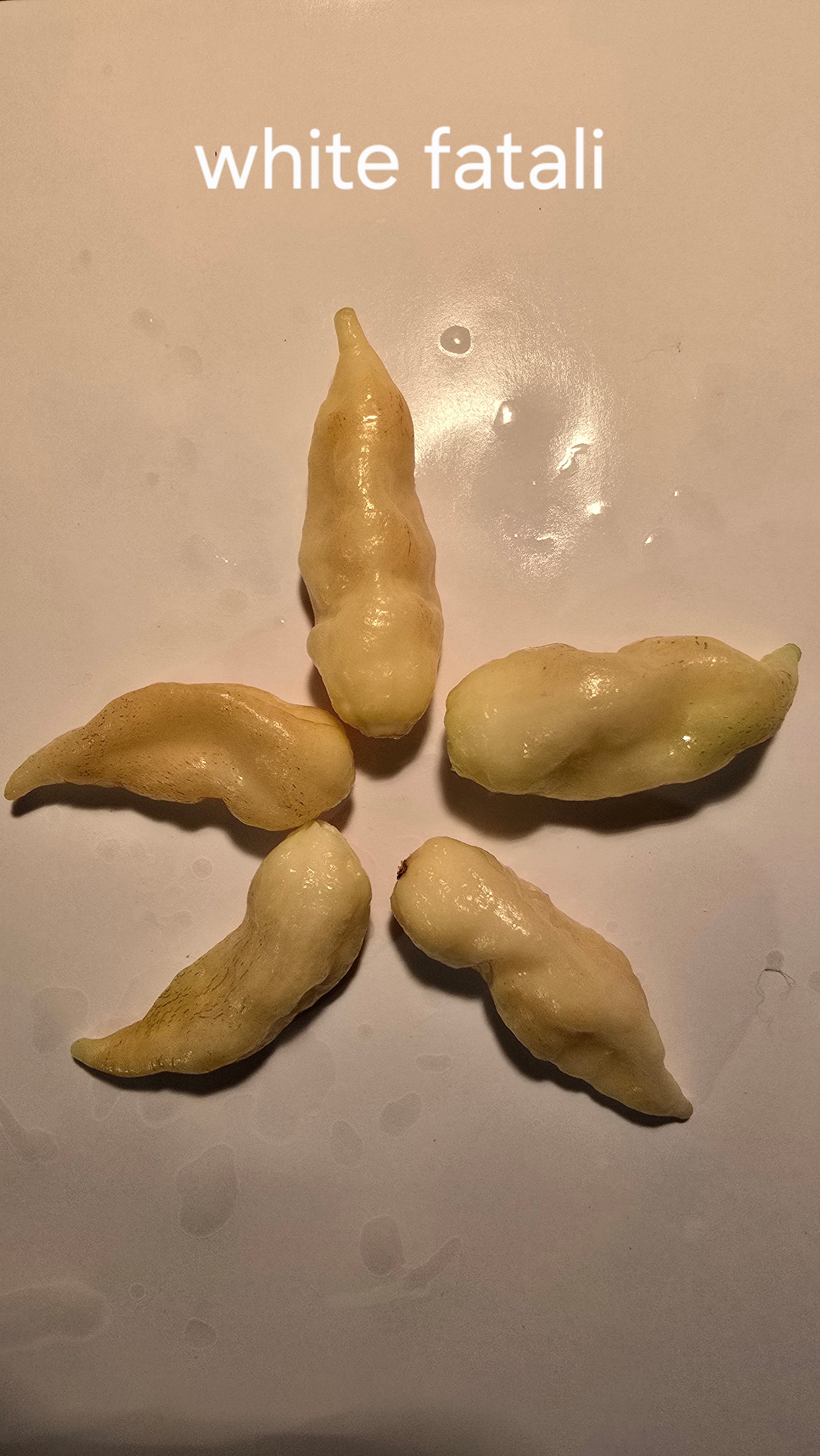 White fatali. 10 seeds