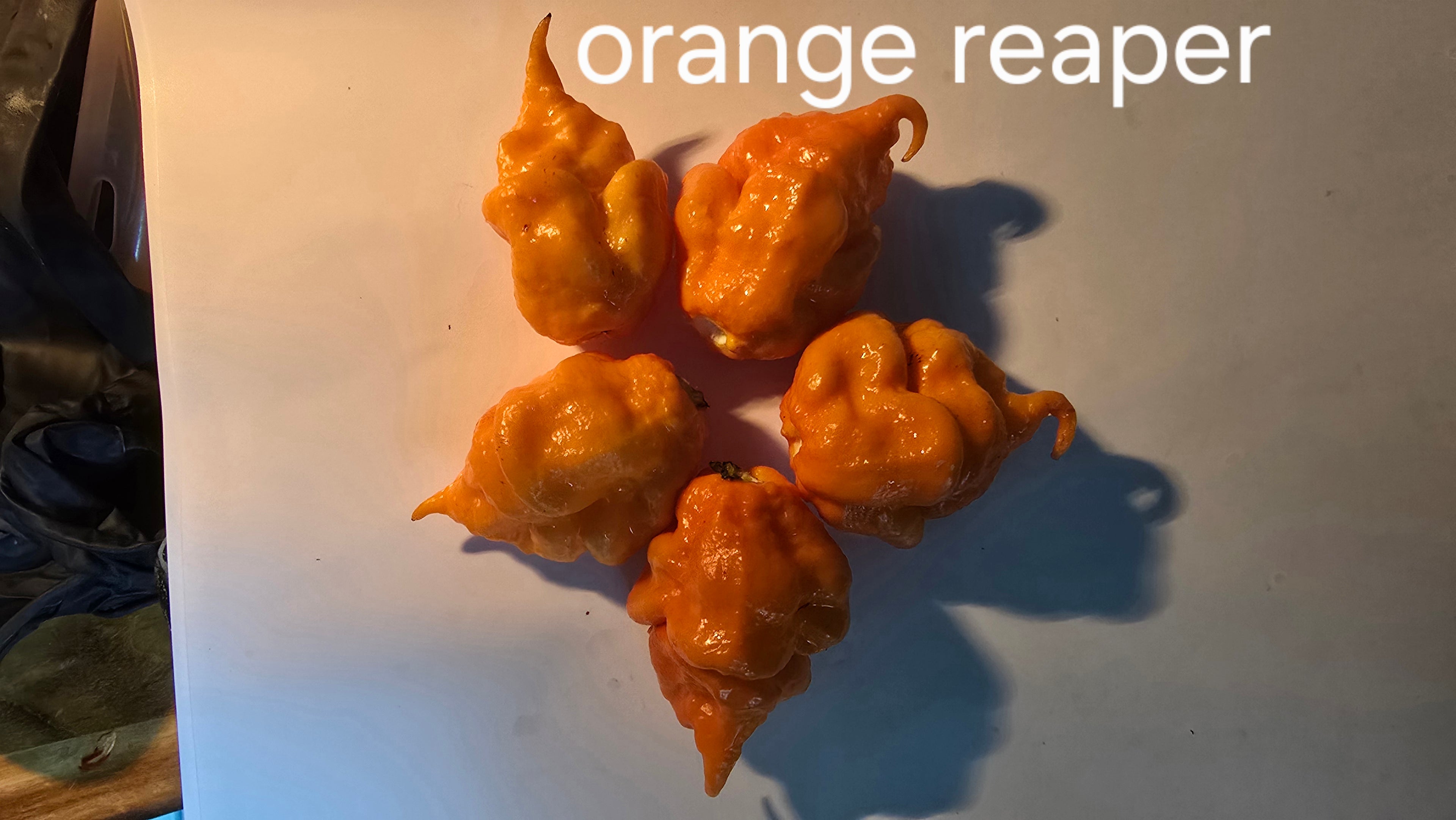 Orange reaper. 10 seeds