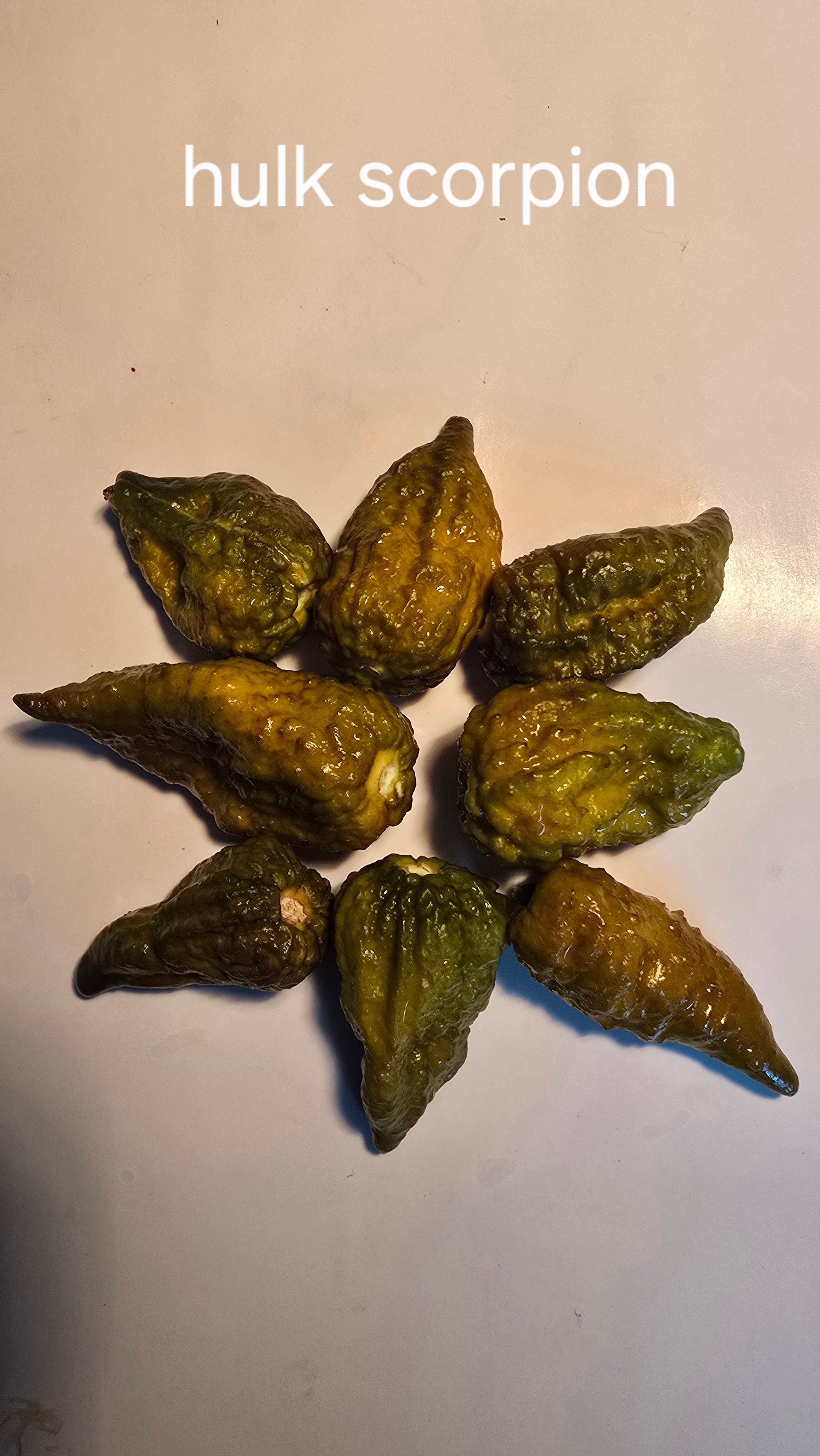 Hulk scorpion. 10 seeds