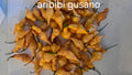 Aribibi gusano  12 seeds non isolated