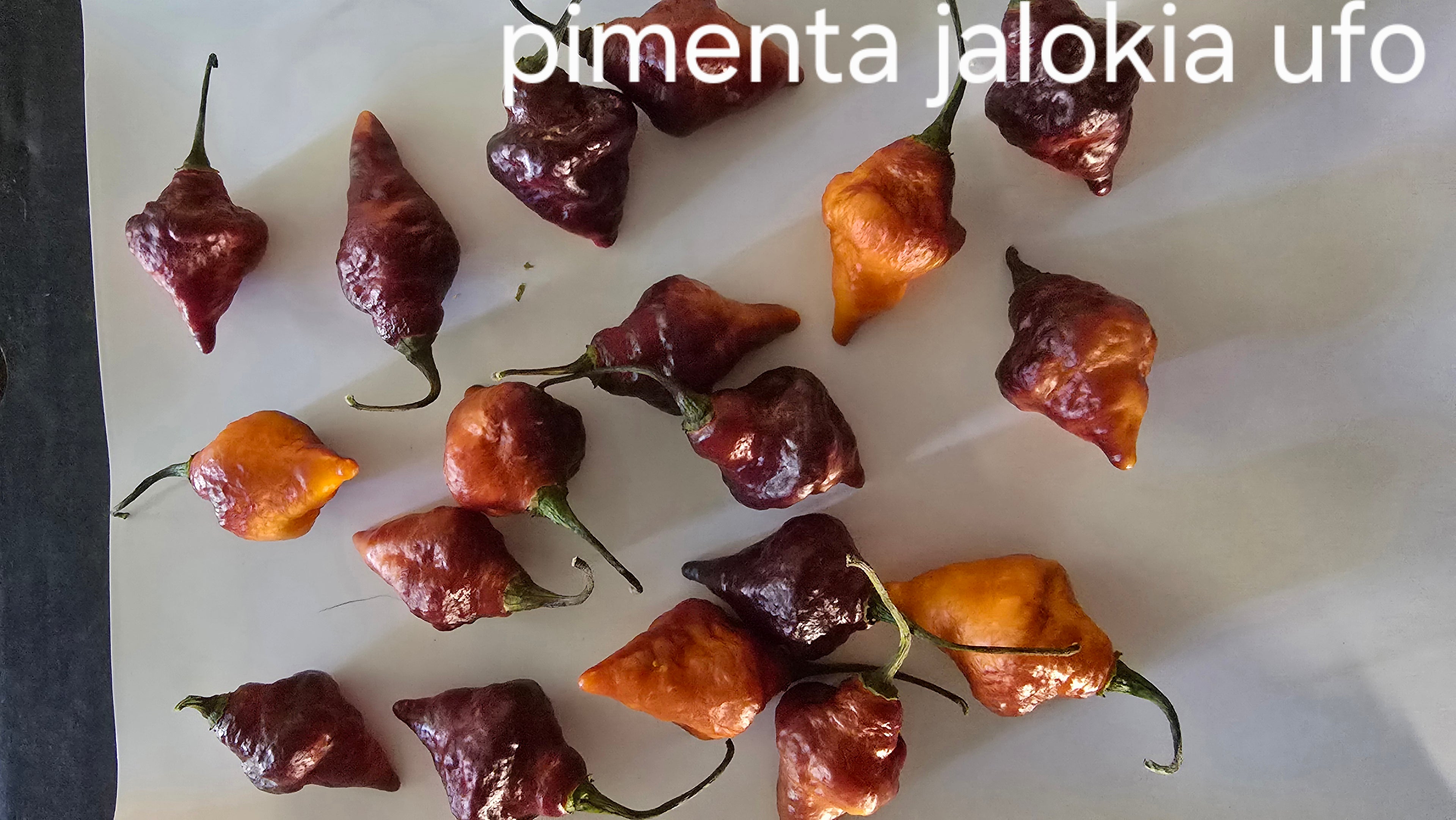 Pimenta jalokia ufo.  10 seeds