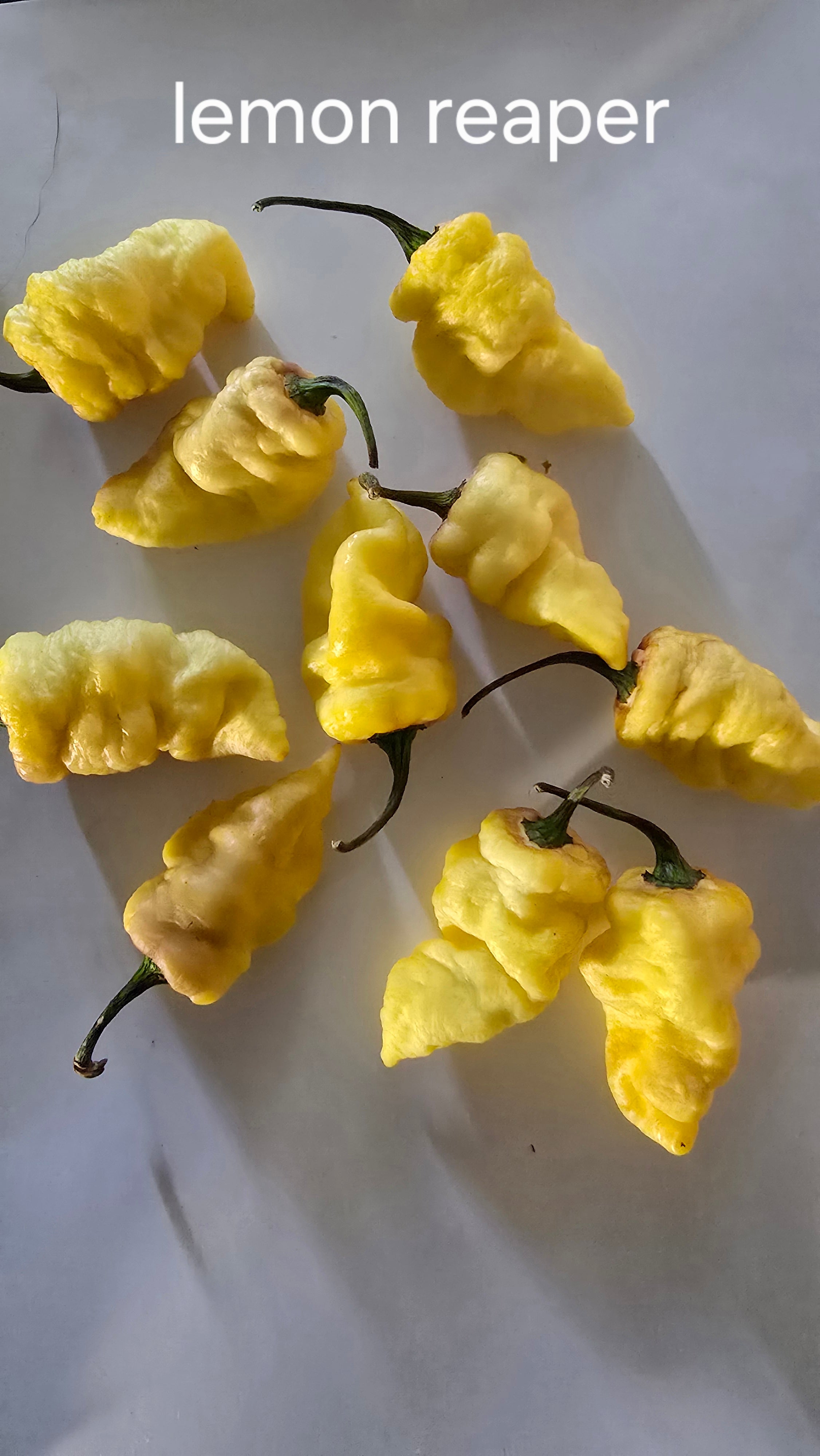 Lemon reaper  10 seeds