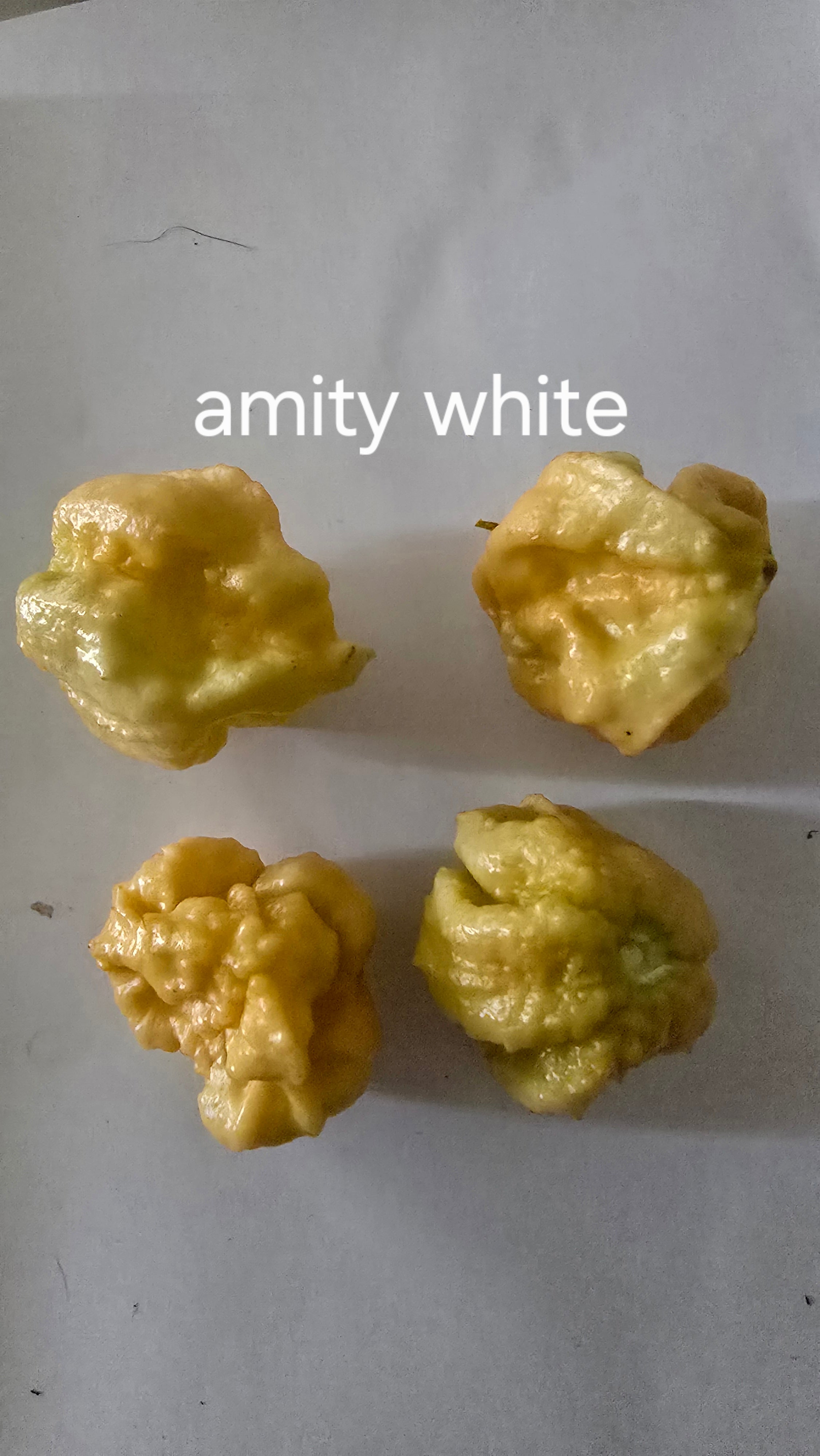 Amity white. 10 seeds