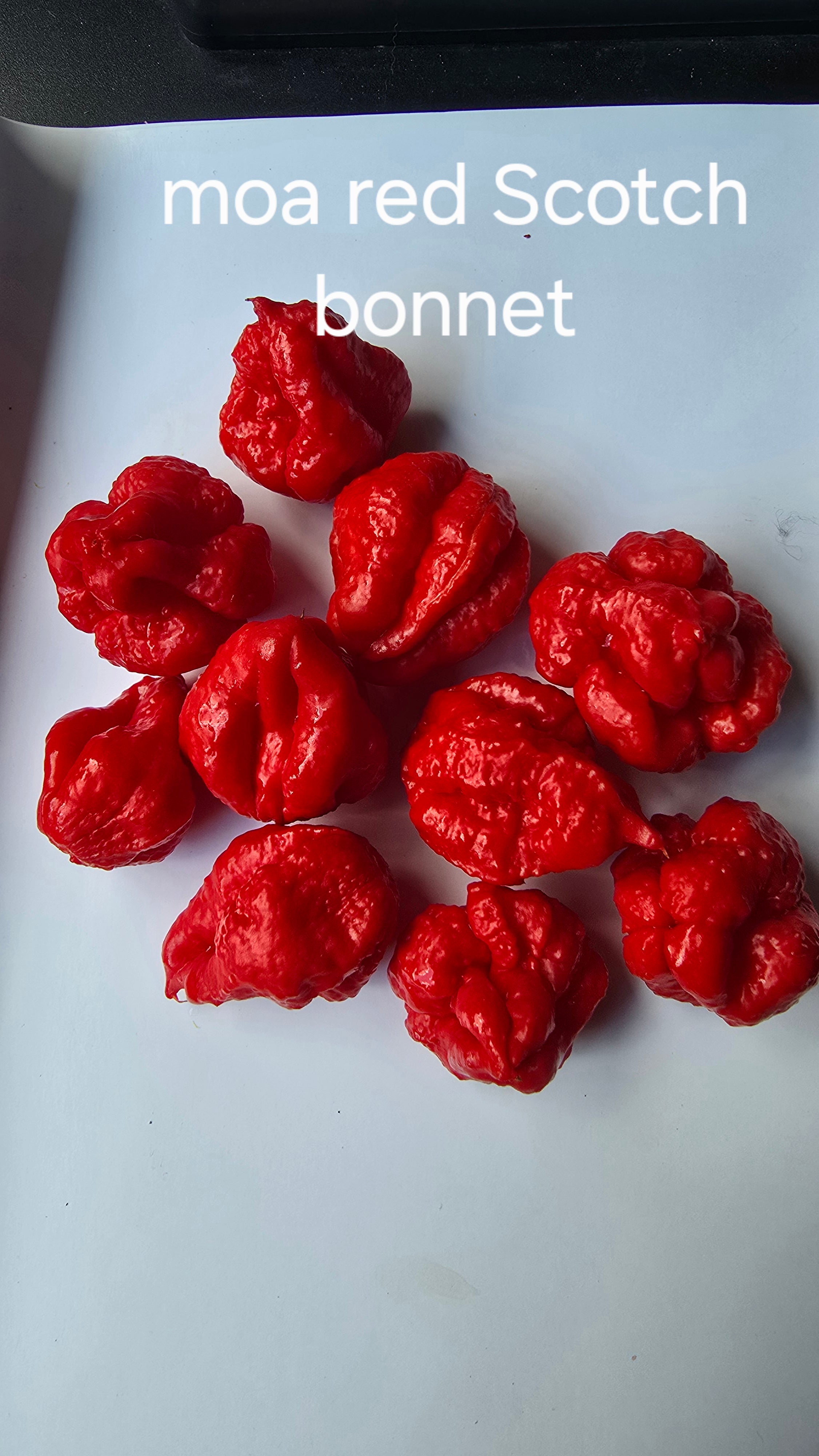 MOA red Scotch bonnet  10 seeds