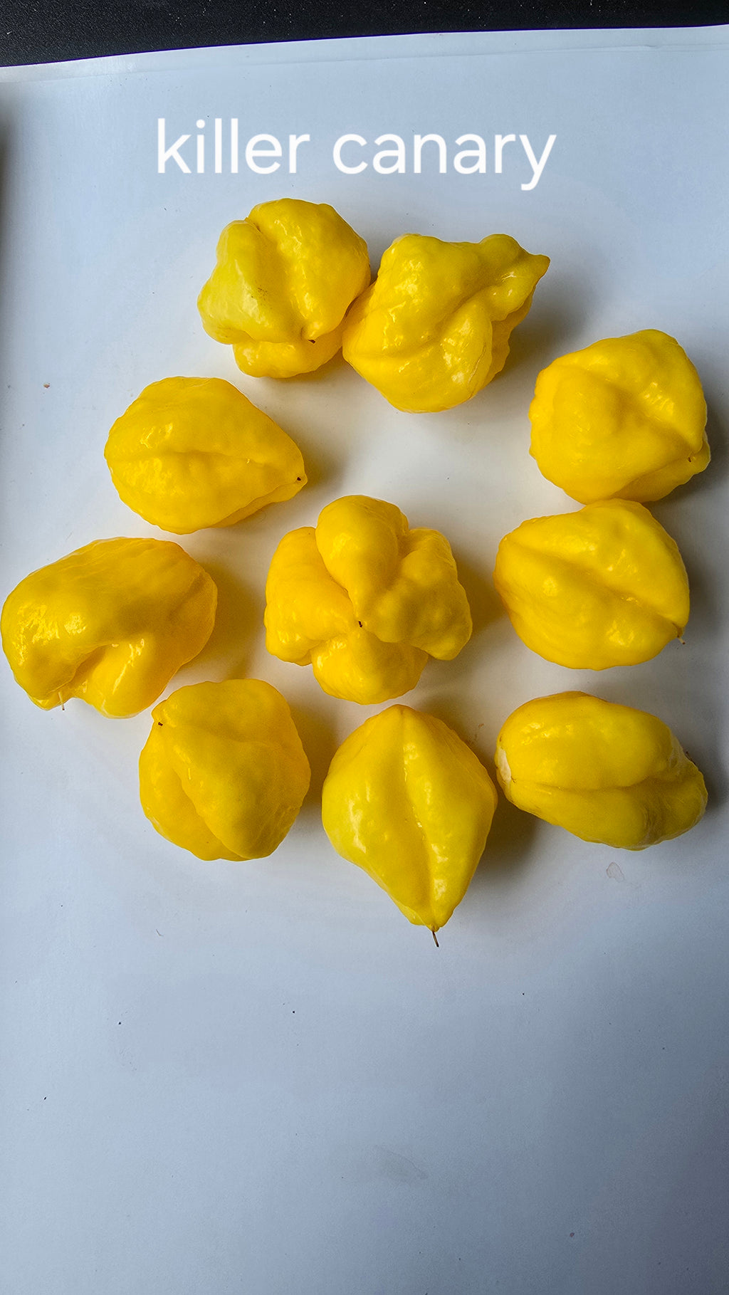 Killer canary. 10 seeds