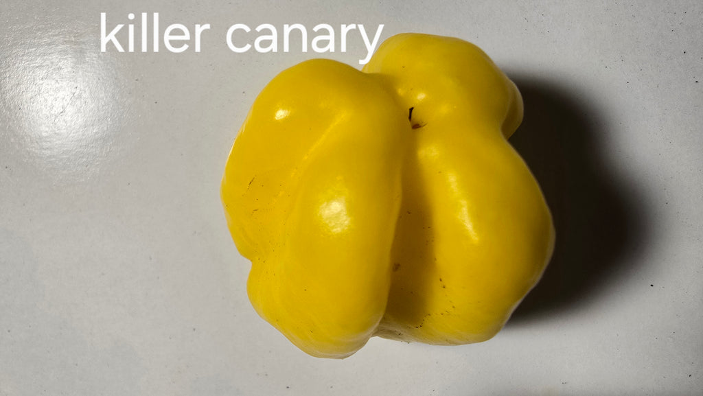 Killer canary. 10 seeds