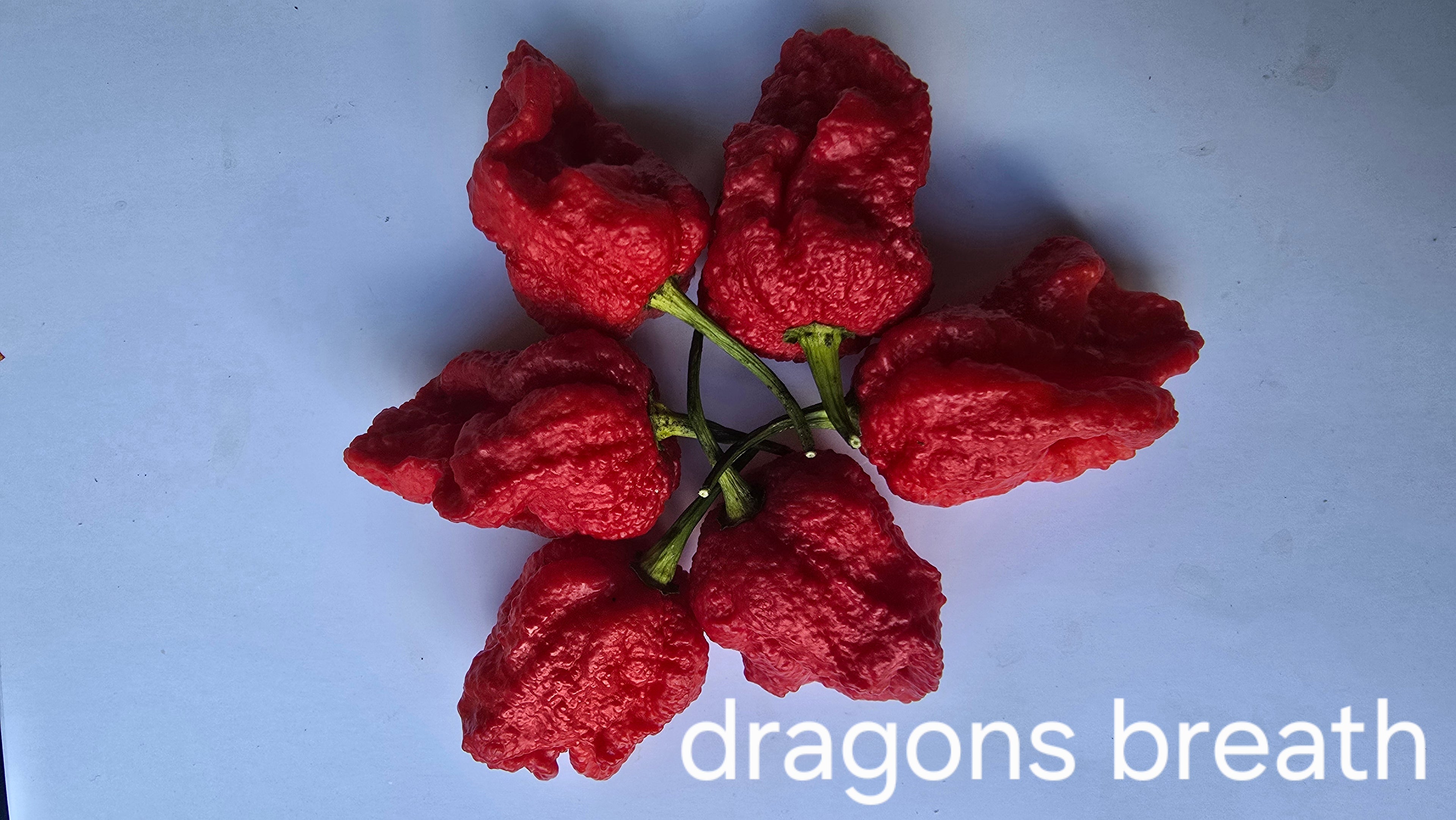 Dragons breath 10 seeds