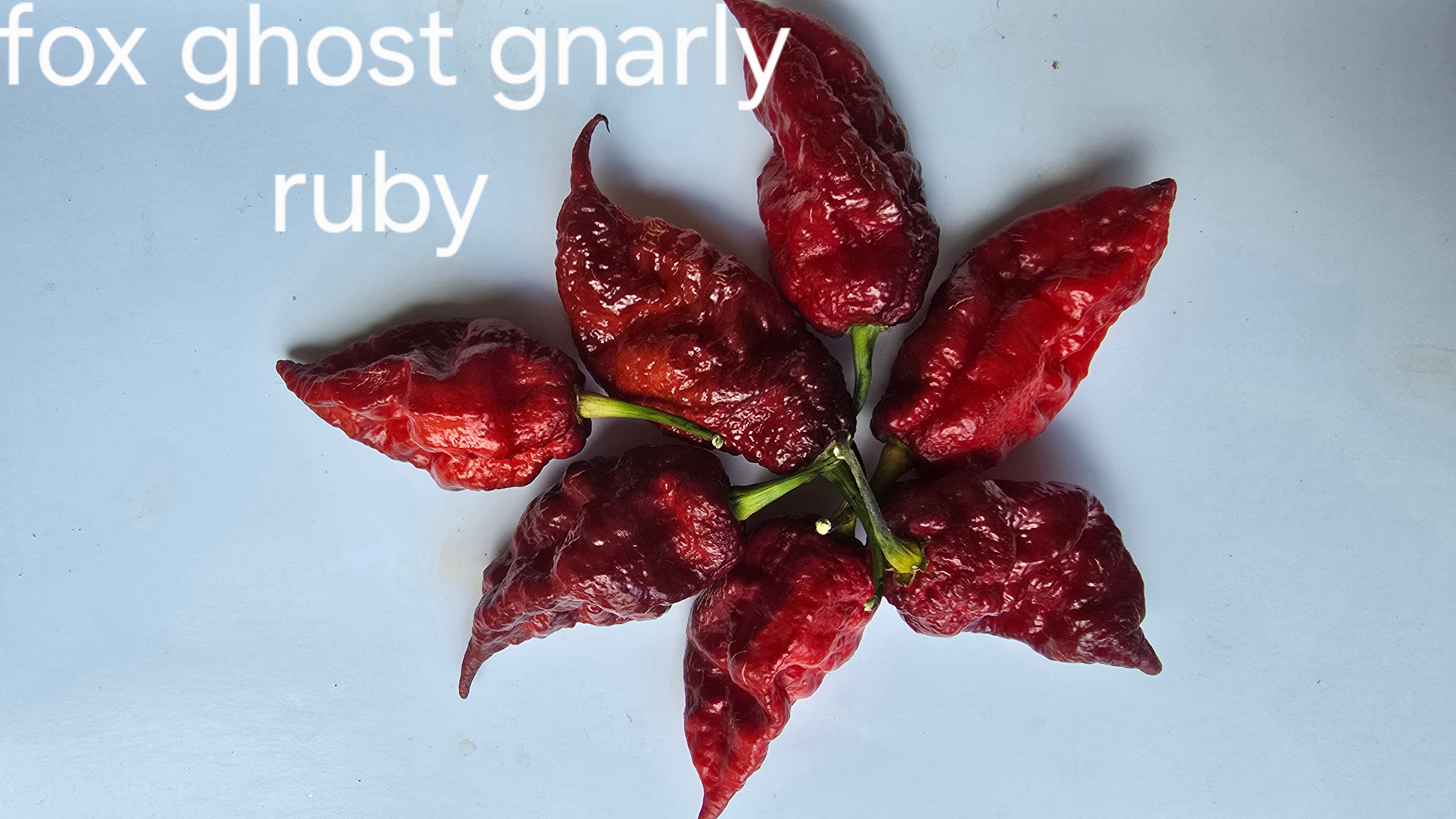 Fox ghost gnarly ruby  10 seeds