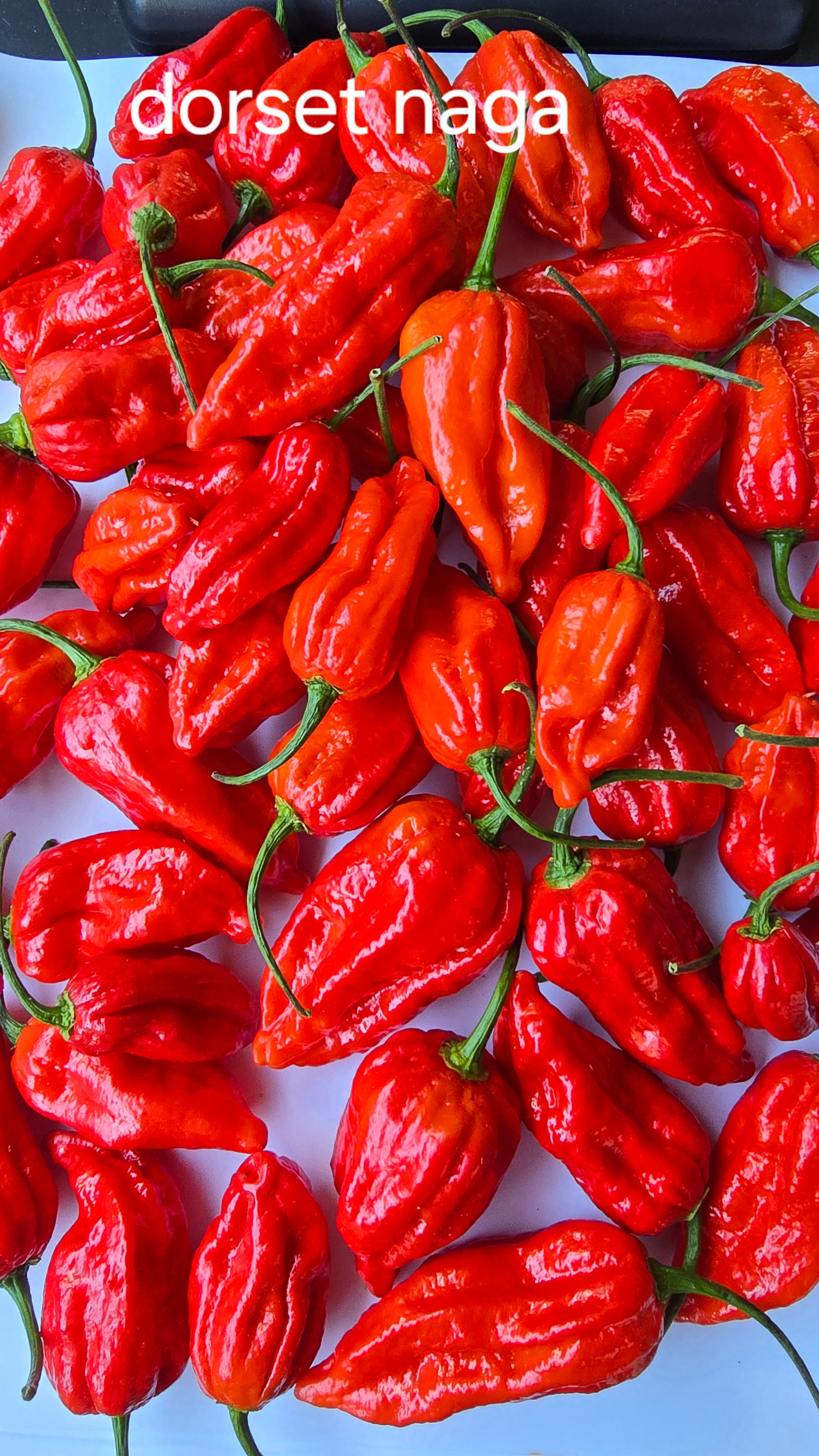 Dorset naga  10 seeds