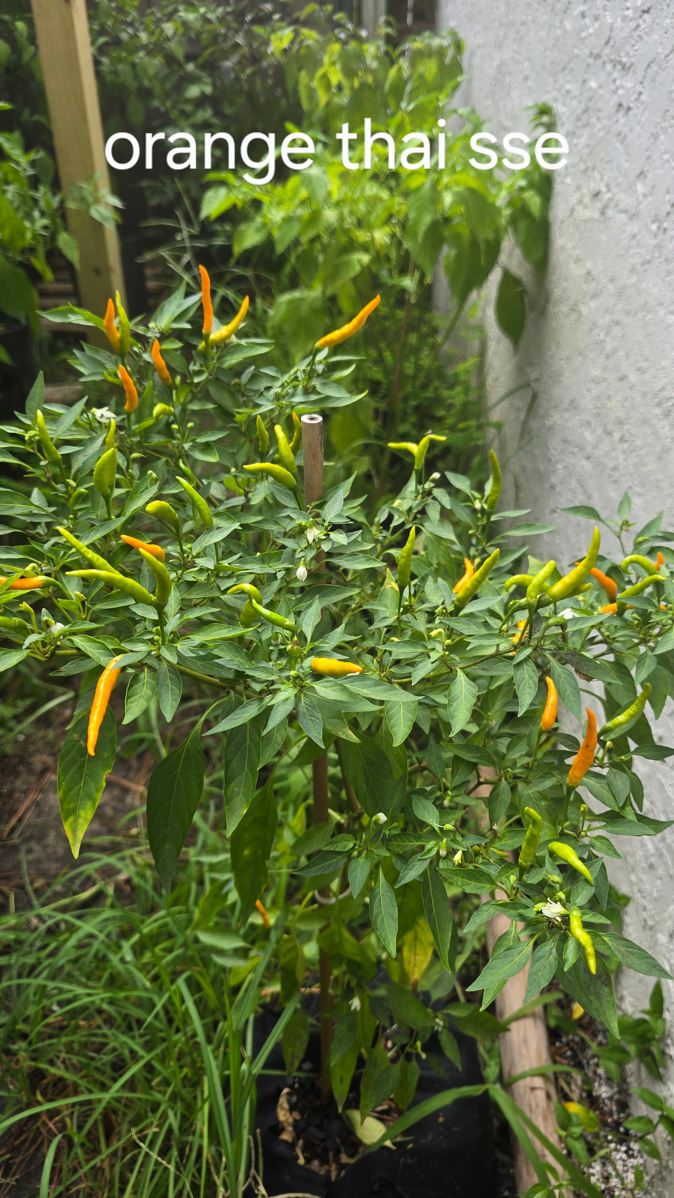 Orange thai sse. 10 seeds