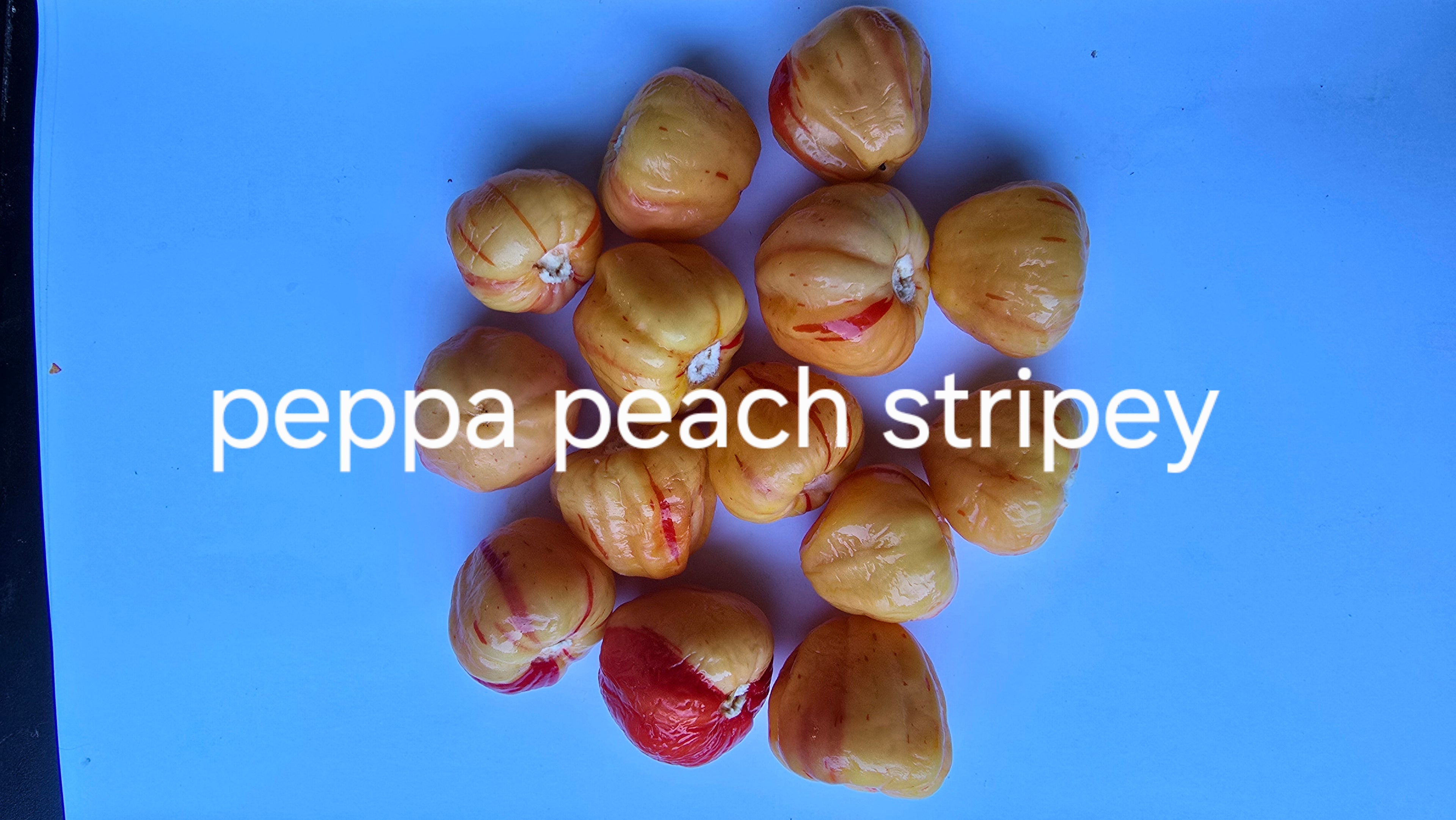 Peppa peach stripey  10 seeds