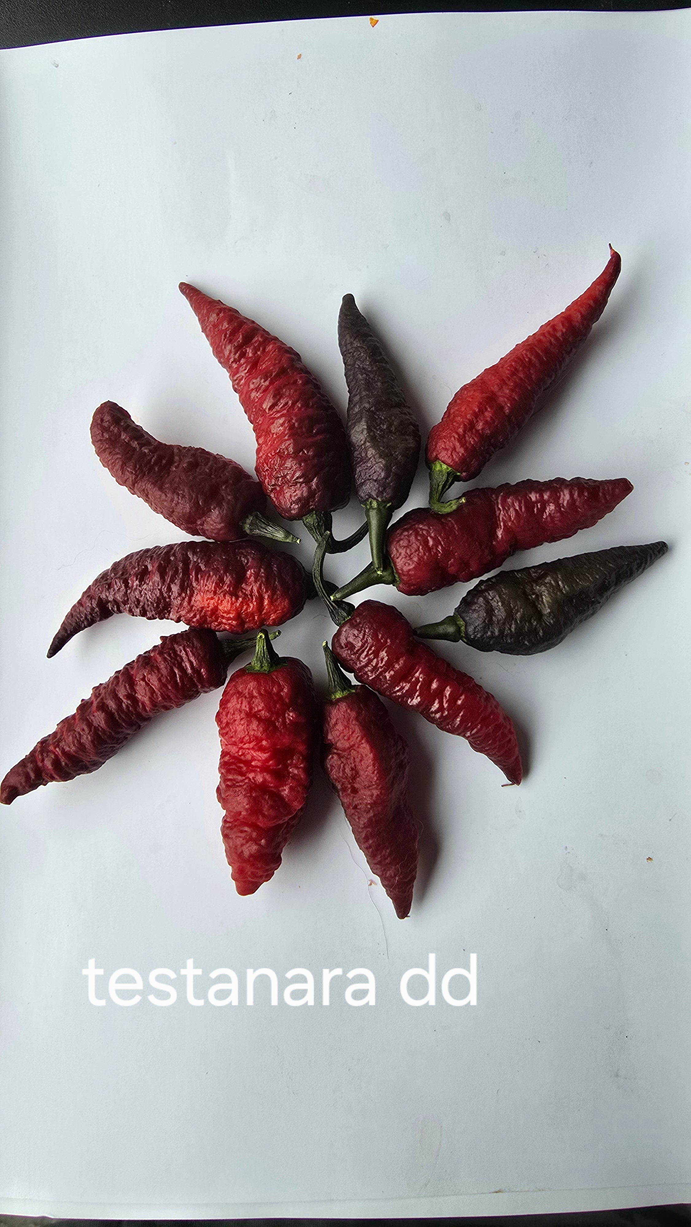 Testanara dd  10 seeds