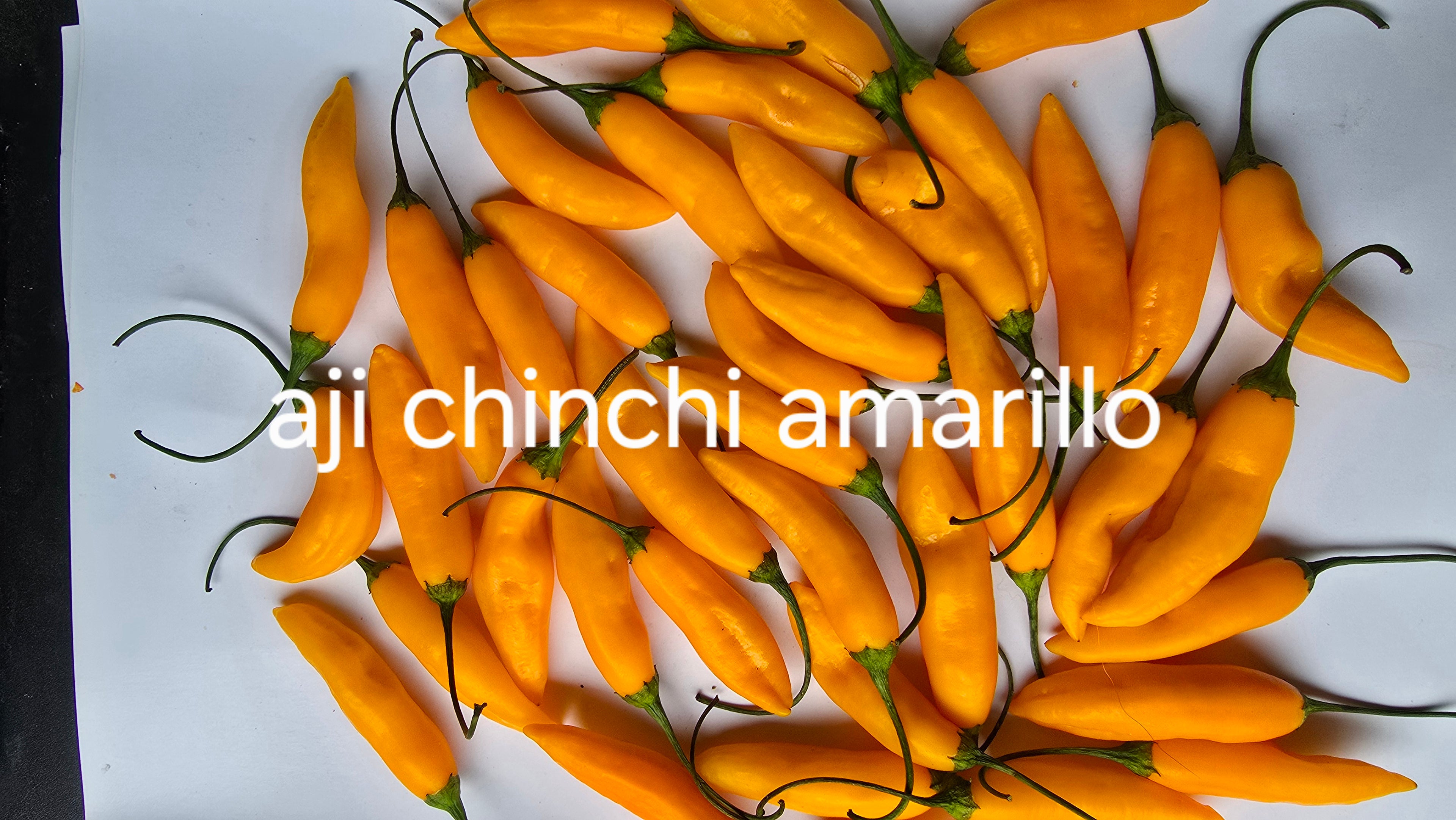 Aji chinchi amarillo. 12 seeds non isolated